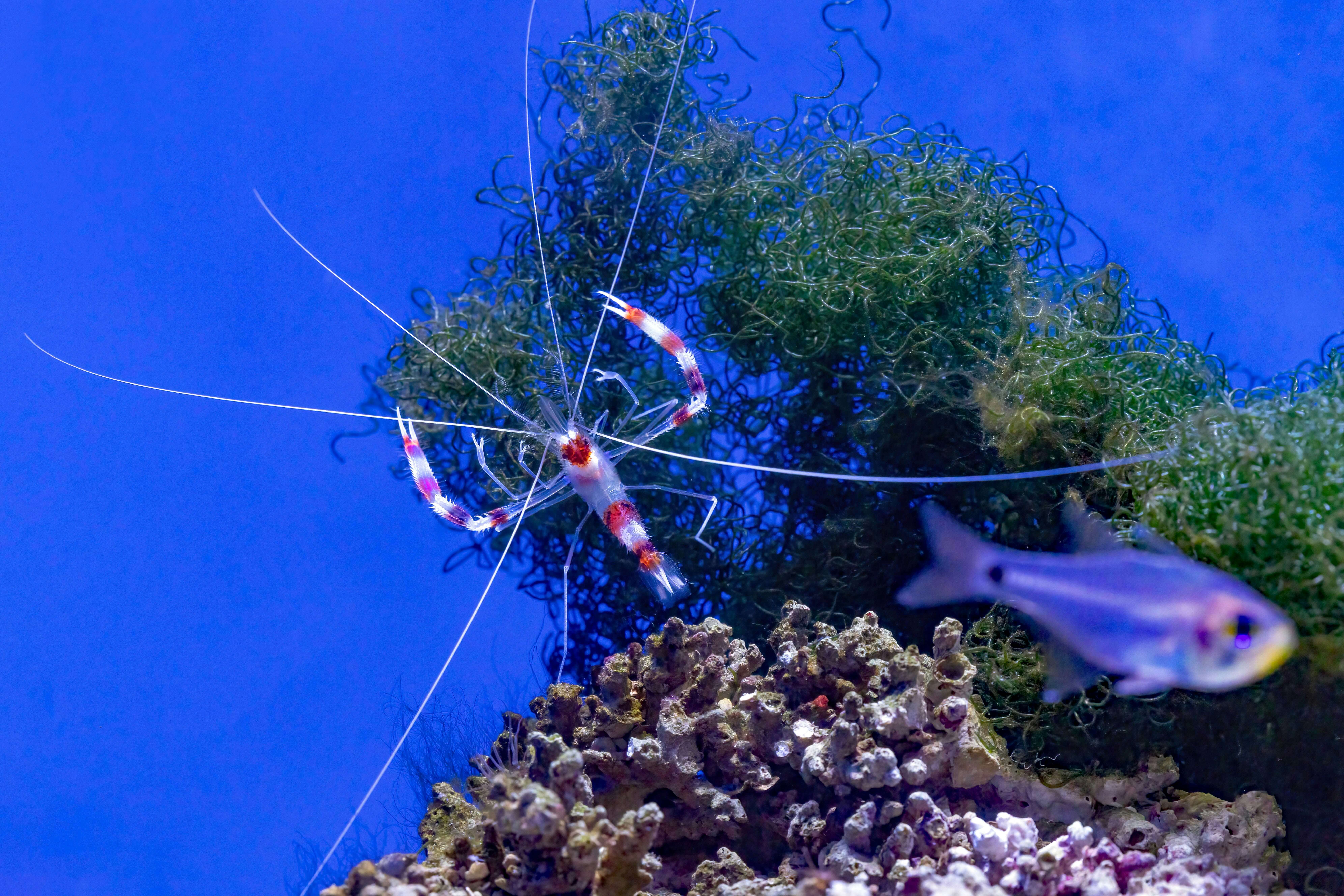 Banded Coral Shrimp