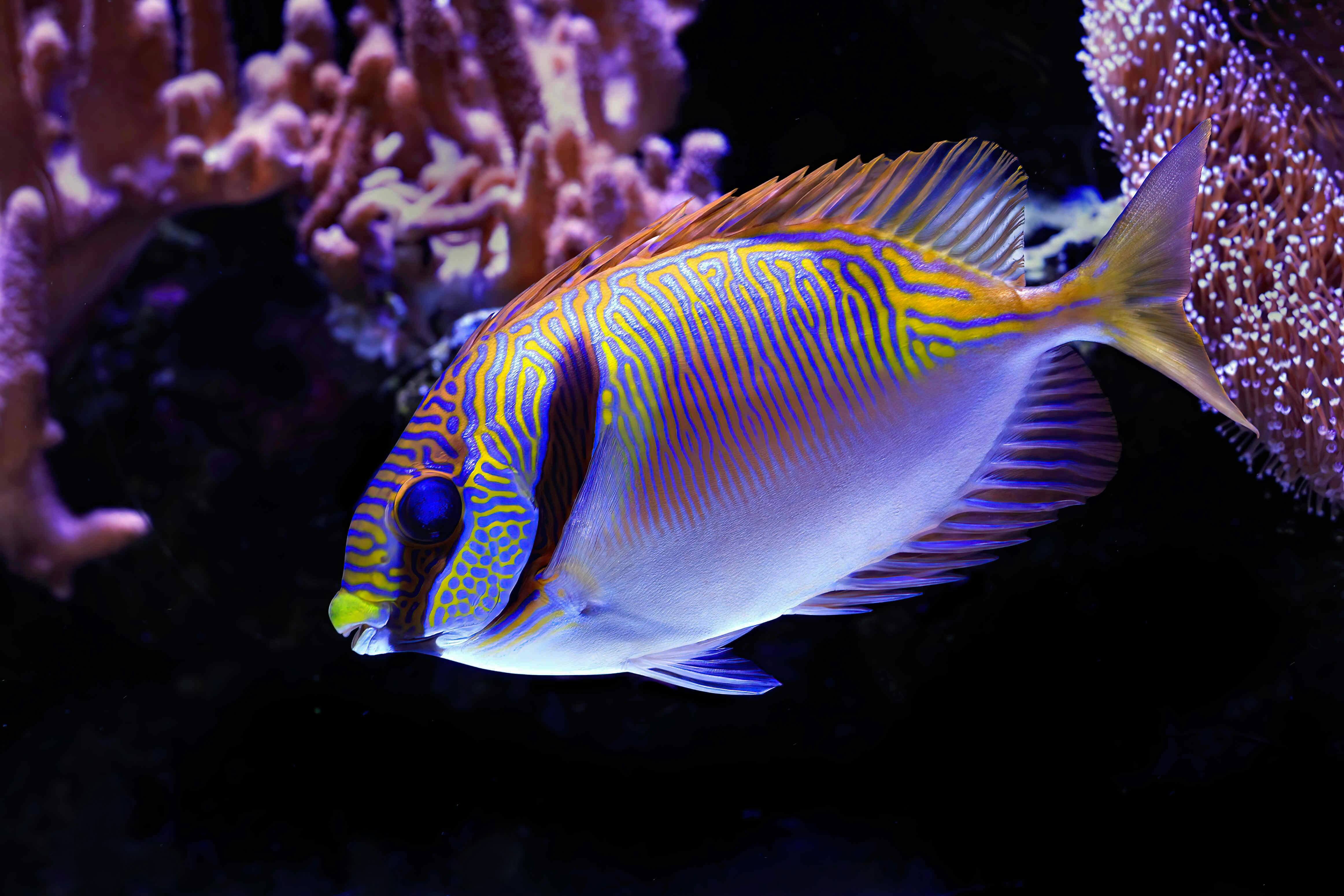 Blue-lined Rabbitfish