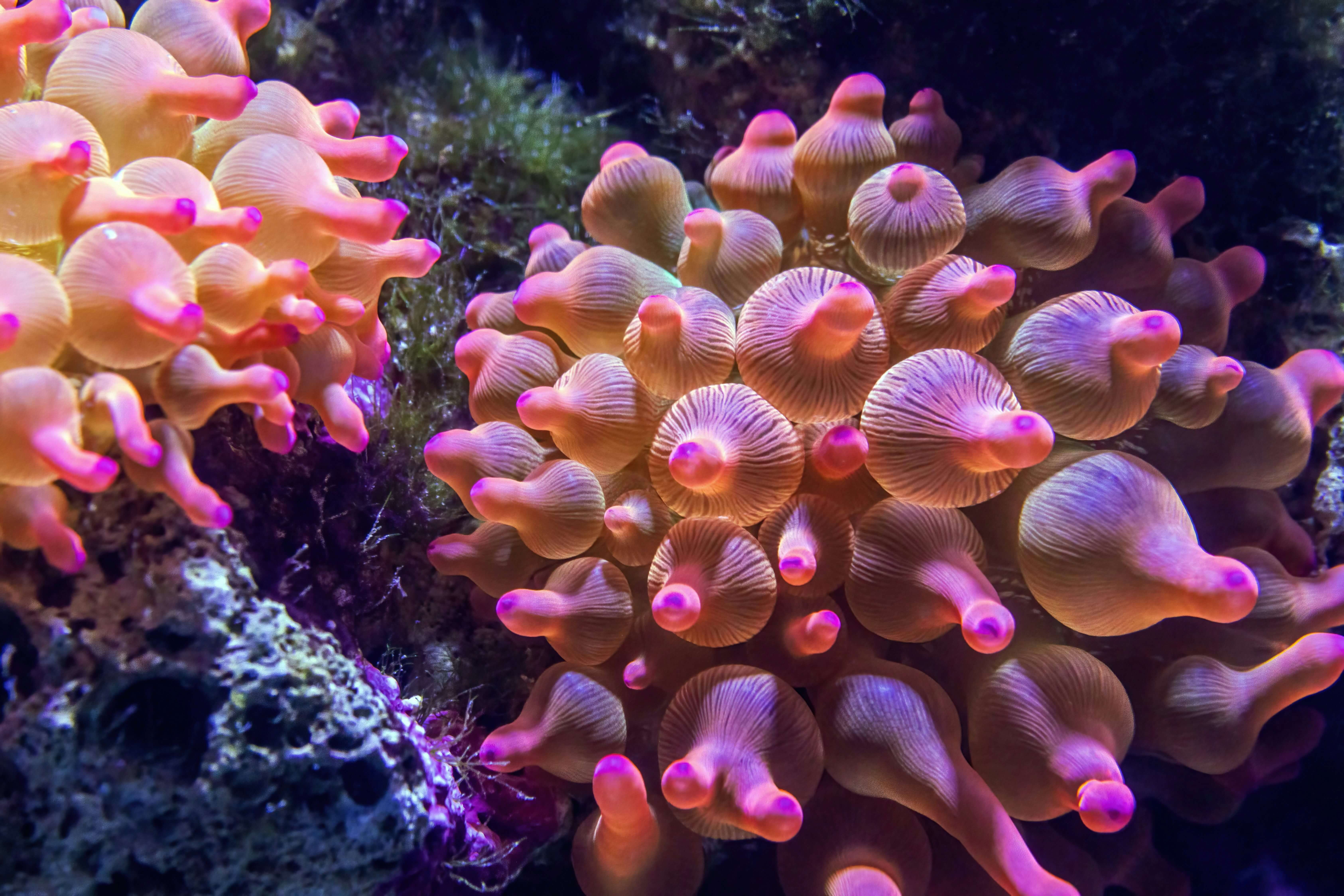 Bubble-tip Anemones