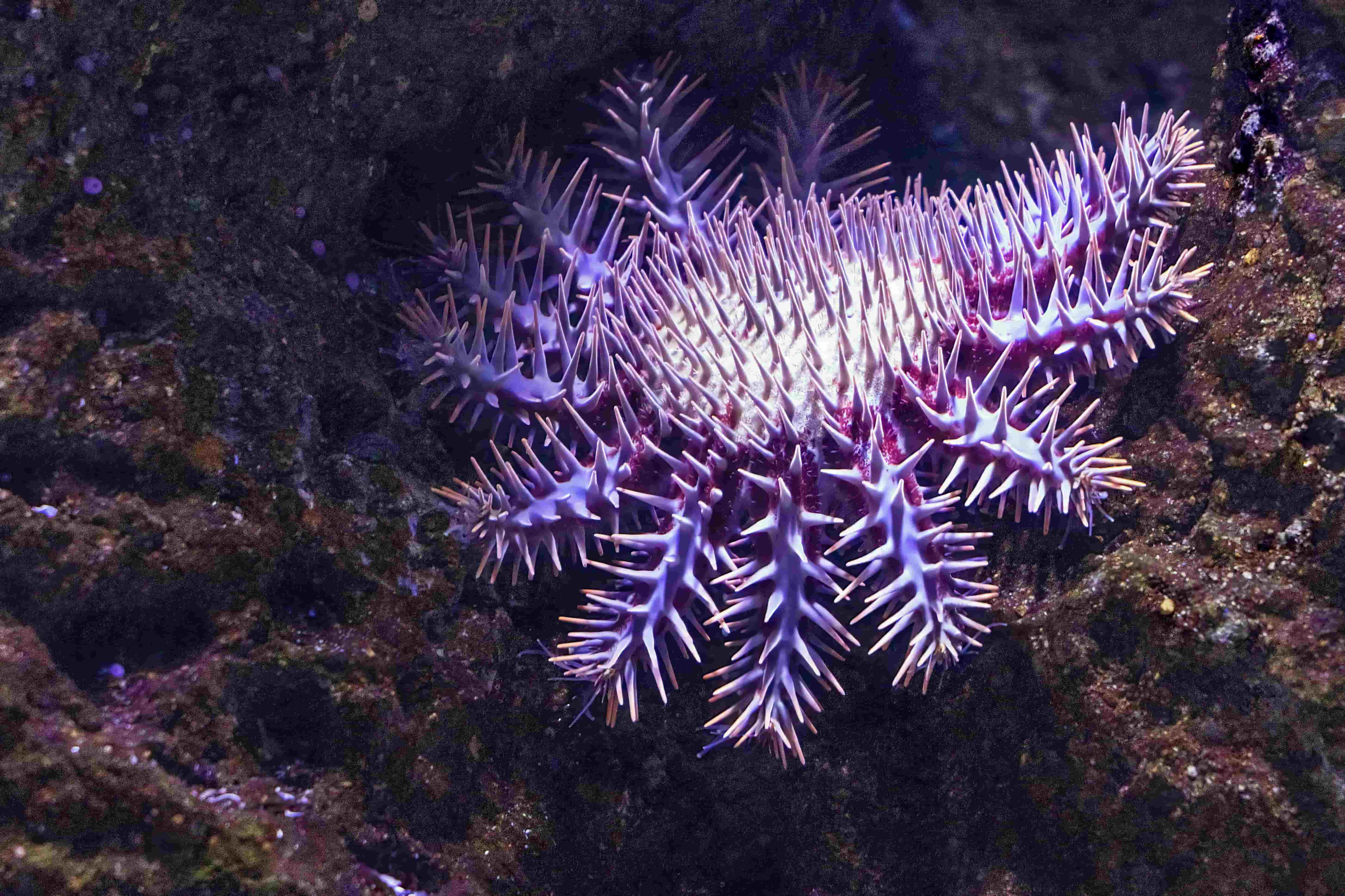 Crown-of-thorns Starfish