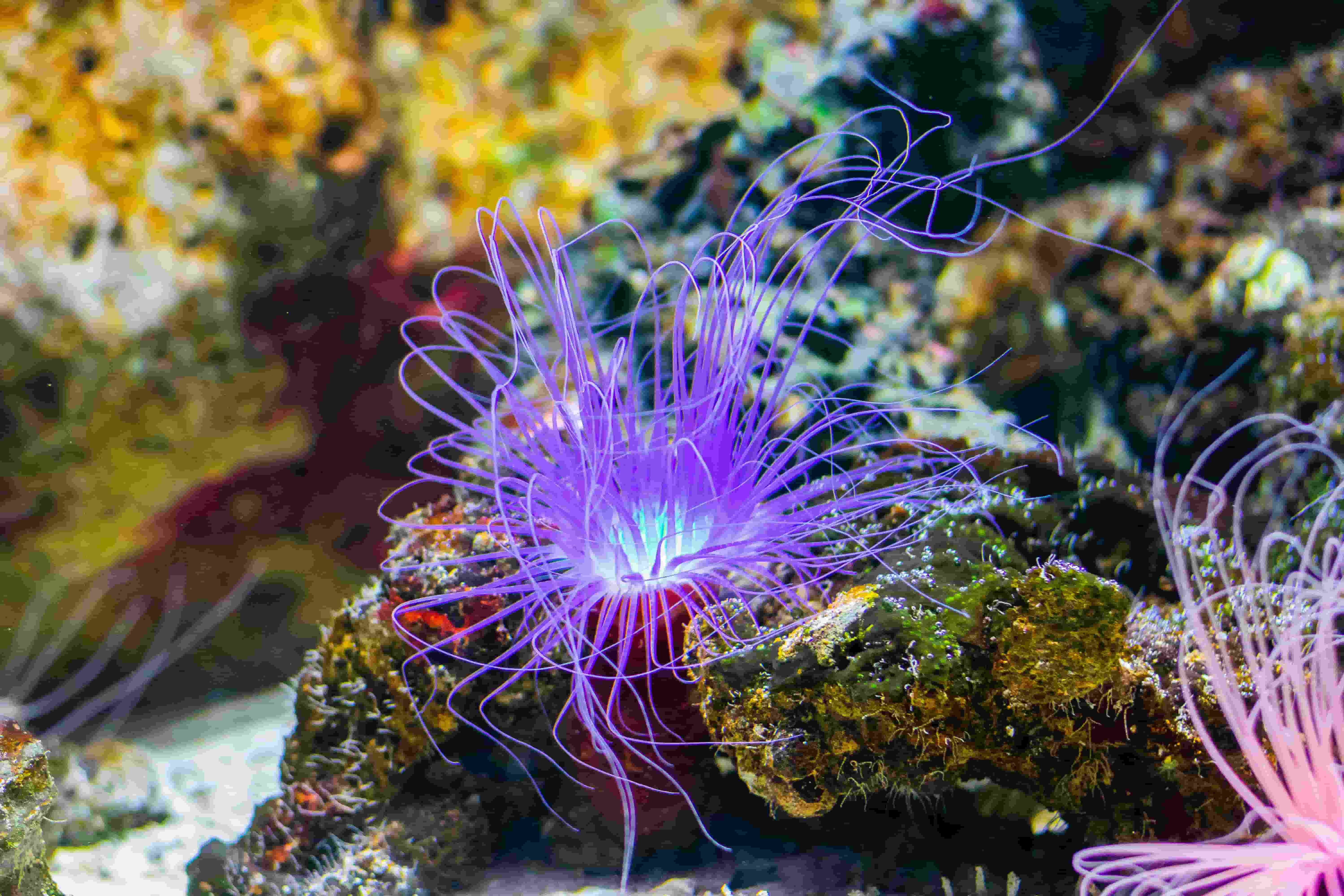 Sea Anemone