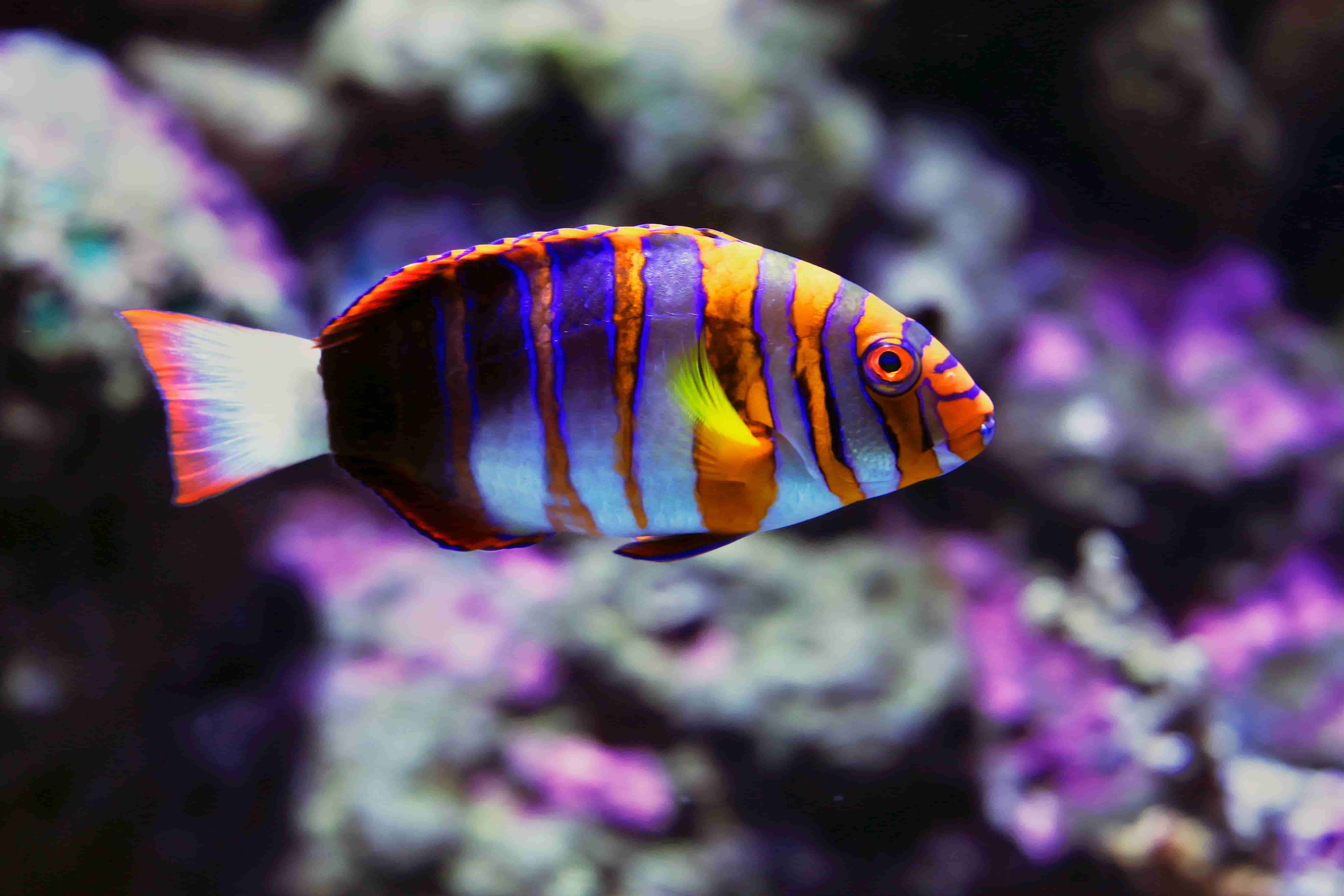 Harlequin Tuskfish