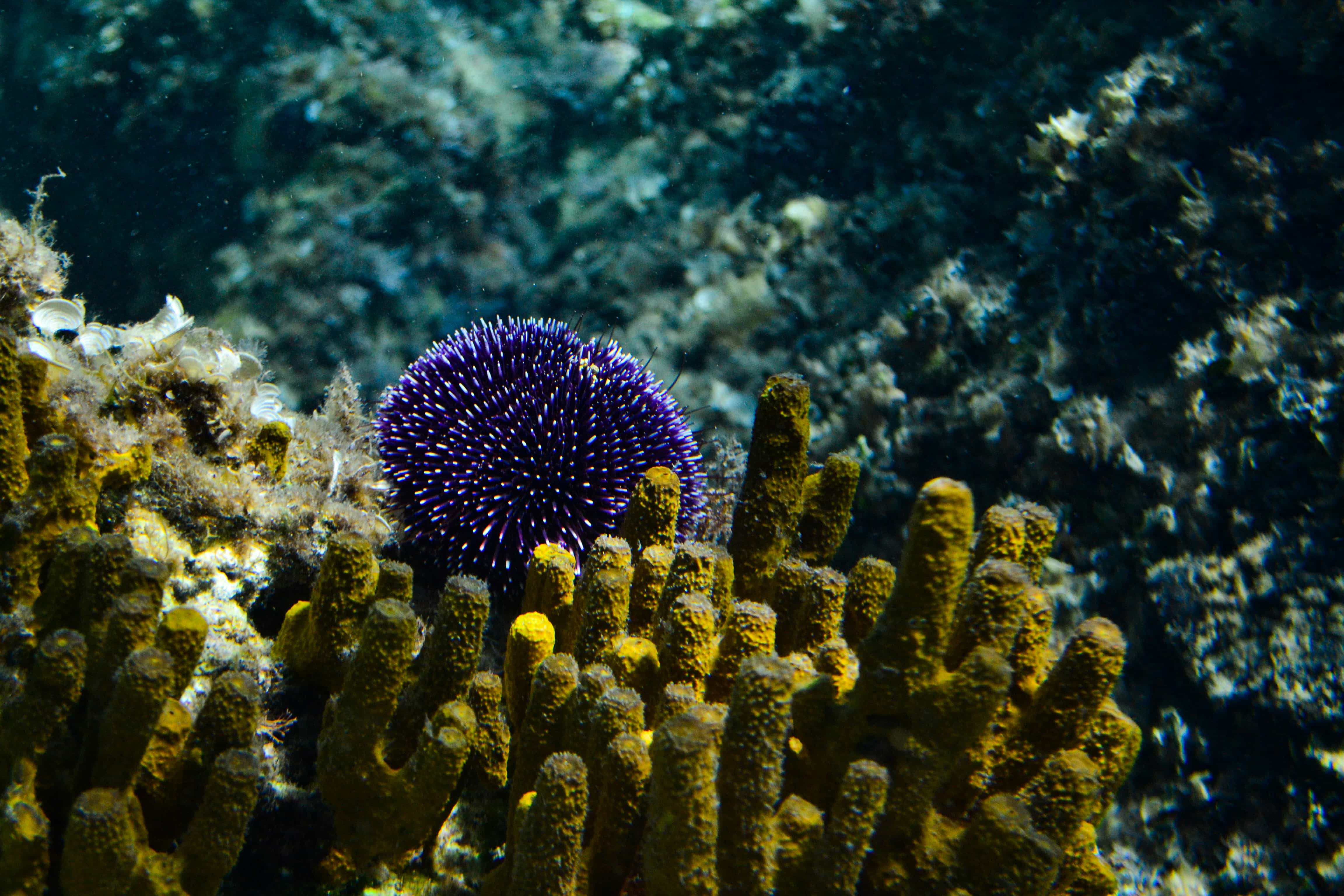 Mediterranean Sea Urchin