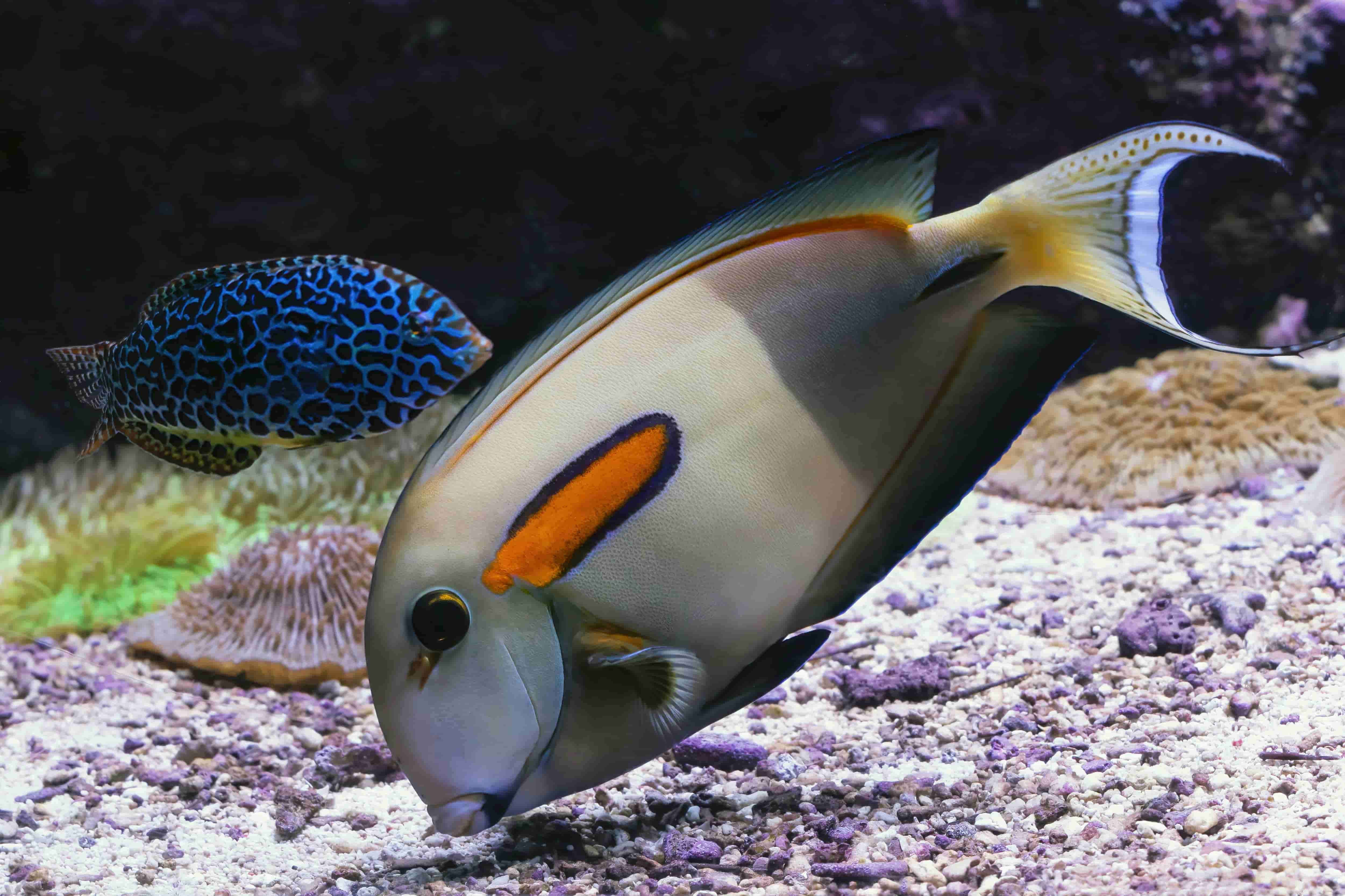 Orangeblotch Surgeonfish