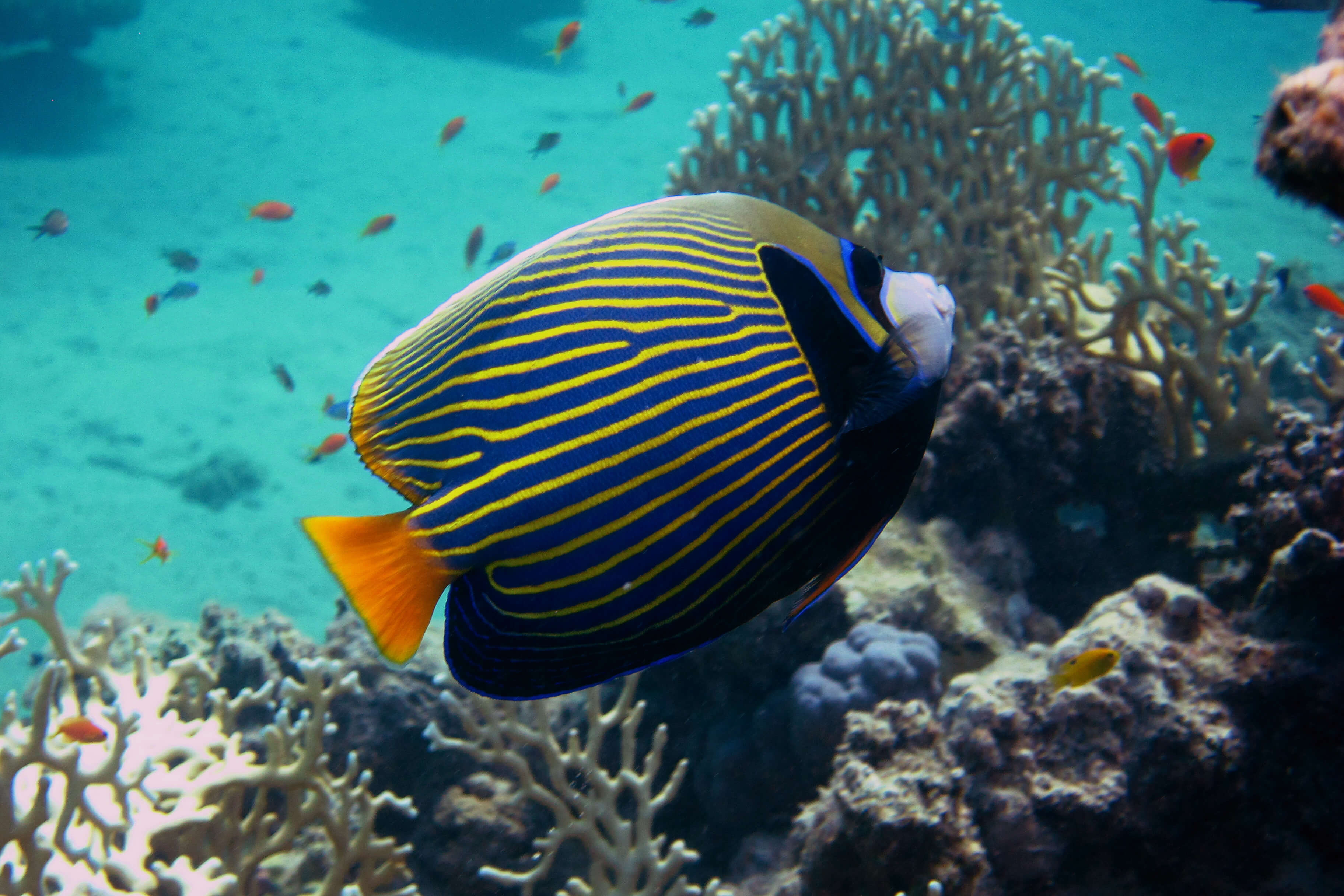 Angelfish swimming