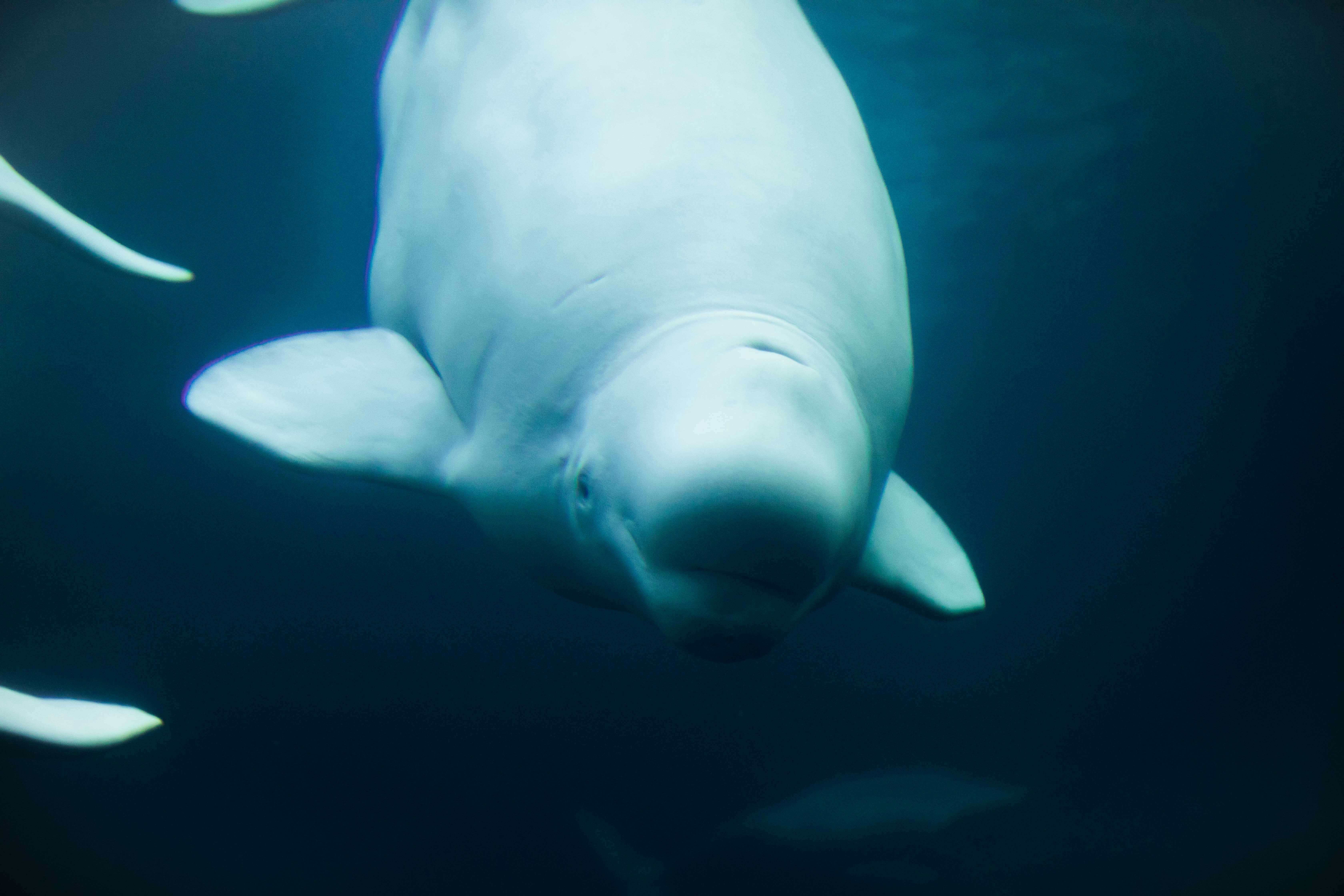 Beluga Whale