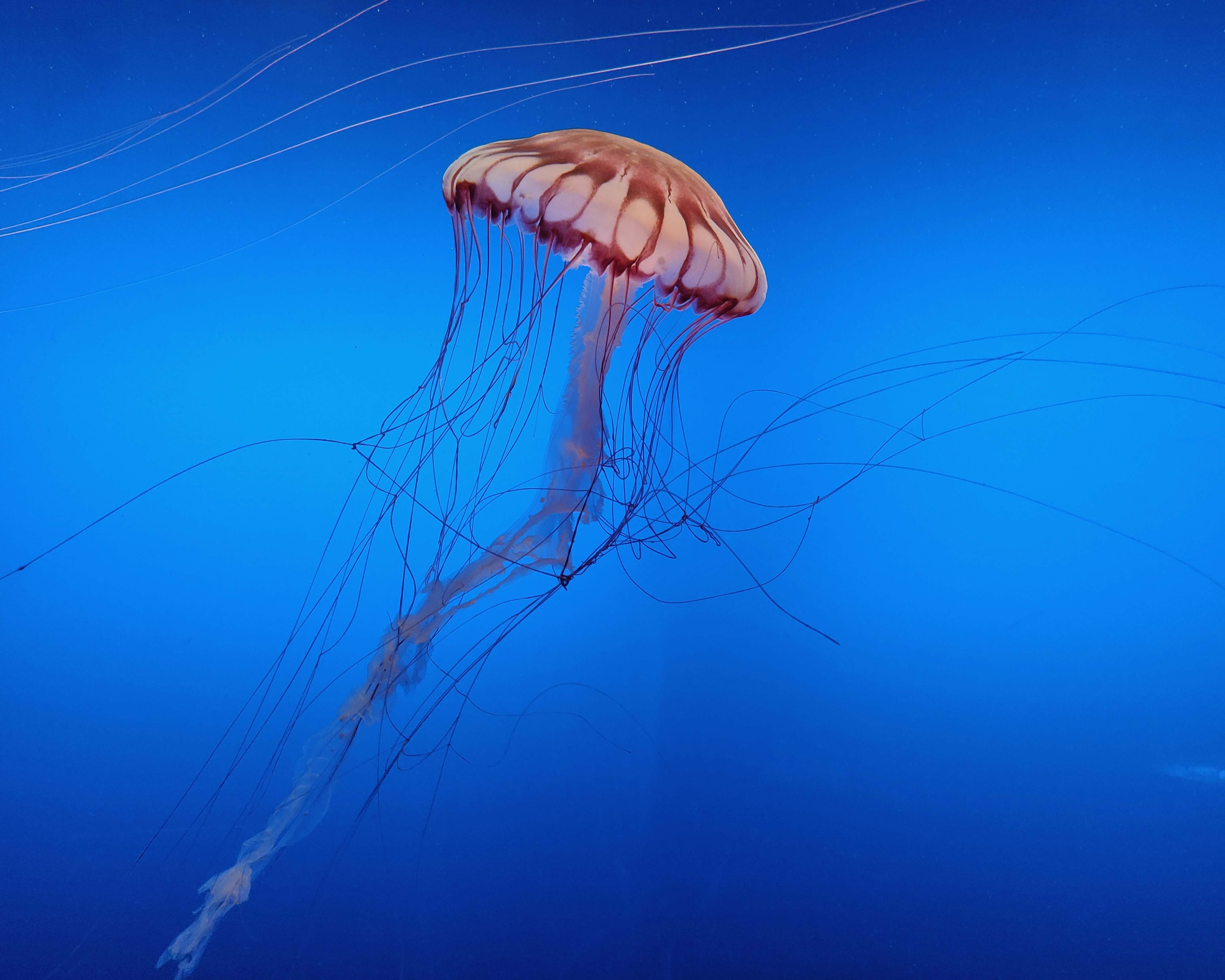 Sea Nettle Jellyfish