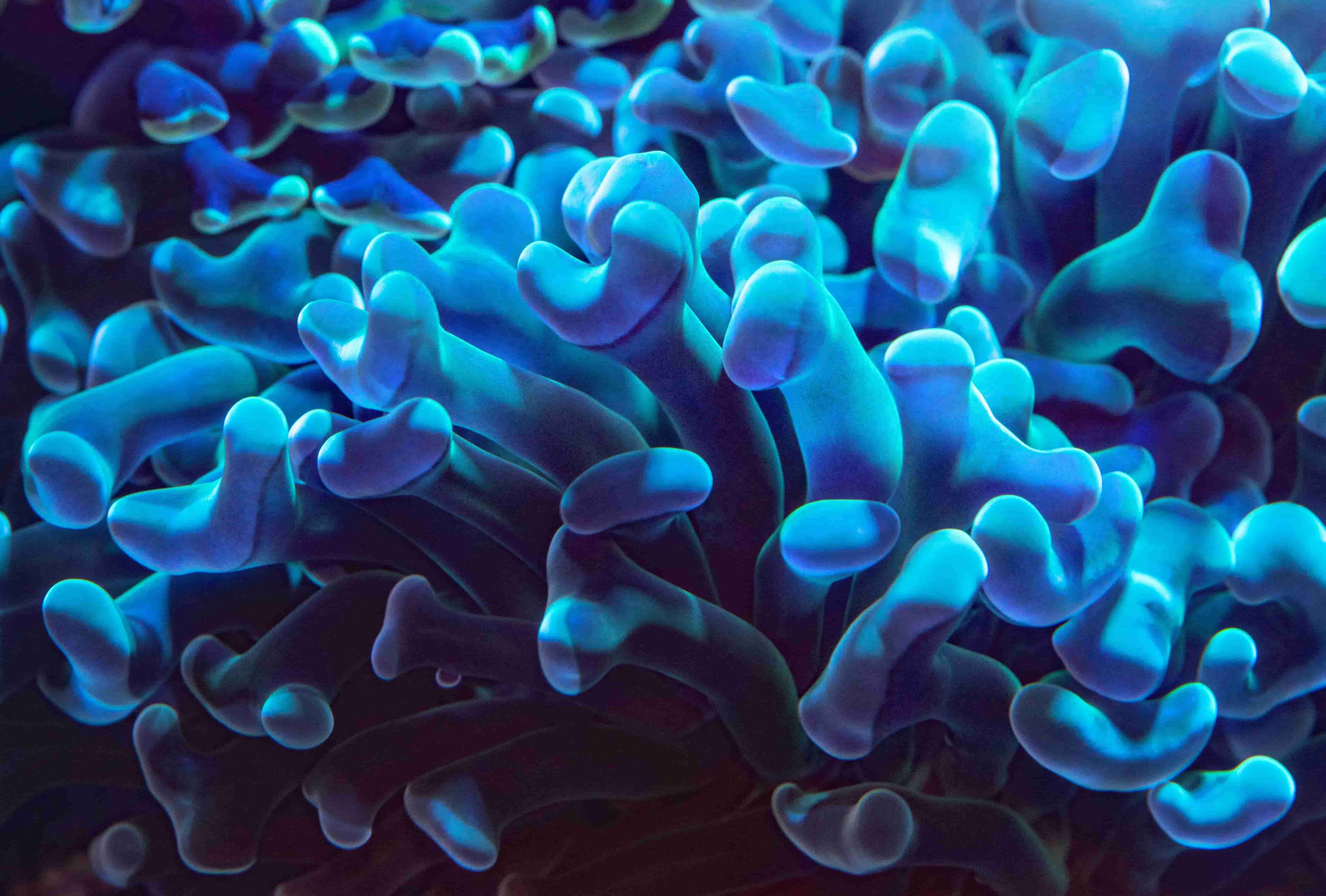 Glowing Coral