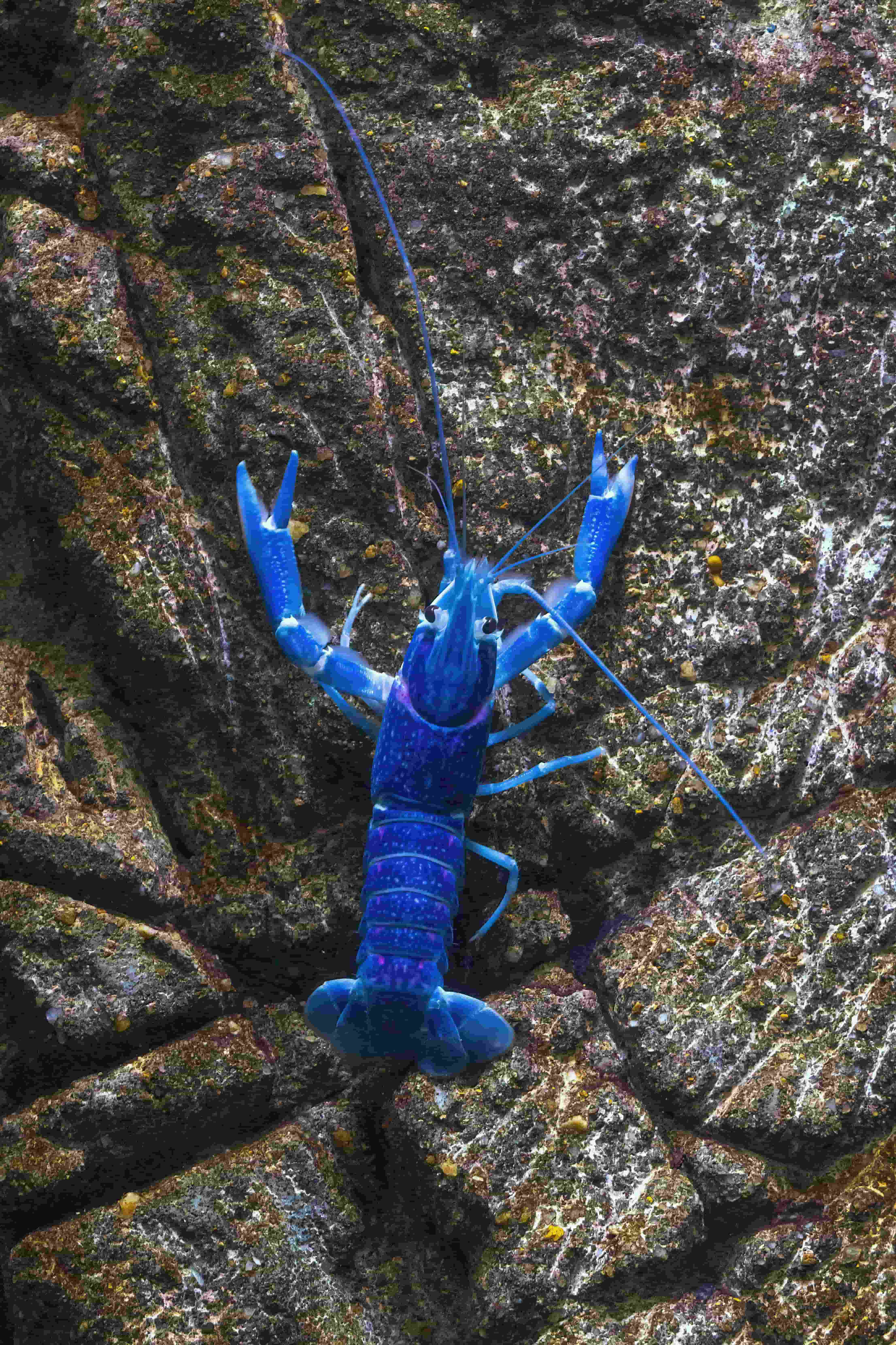 Blue Crayfish