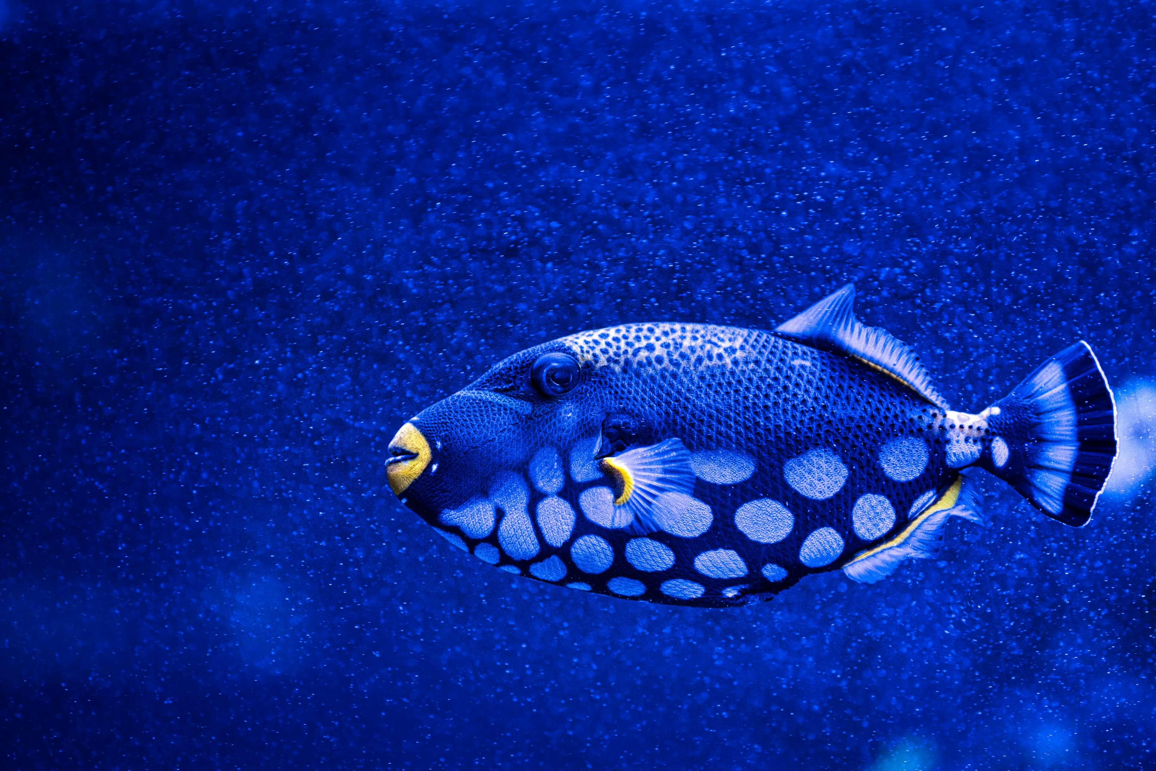 Clown Triggerfish