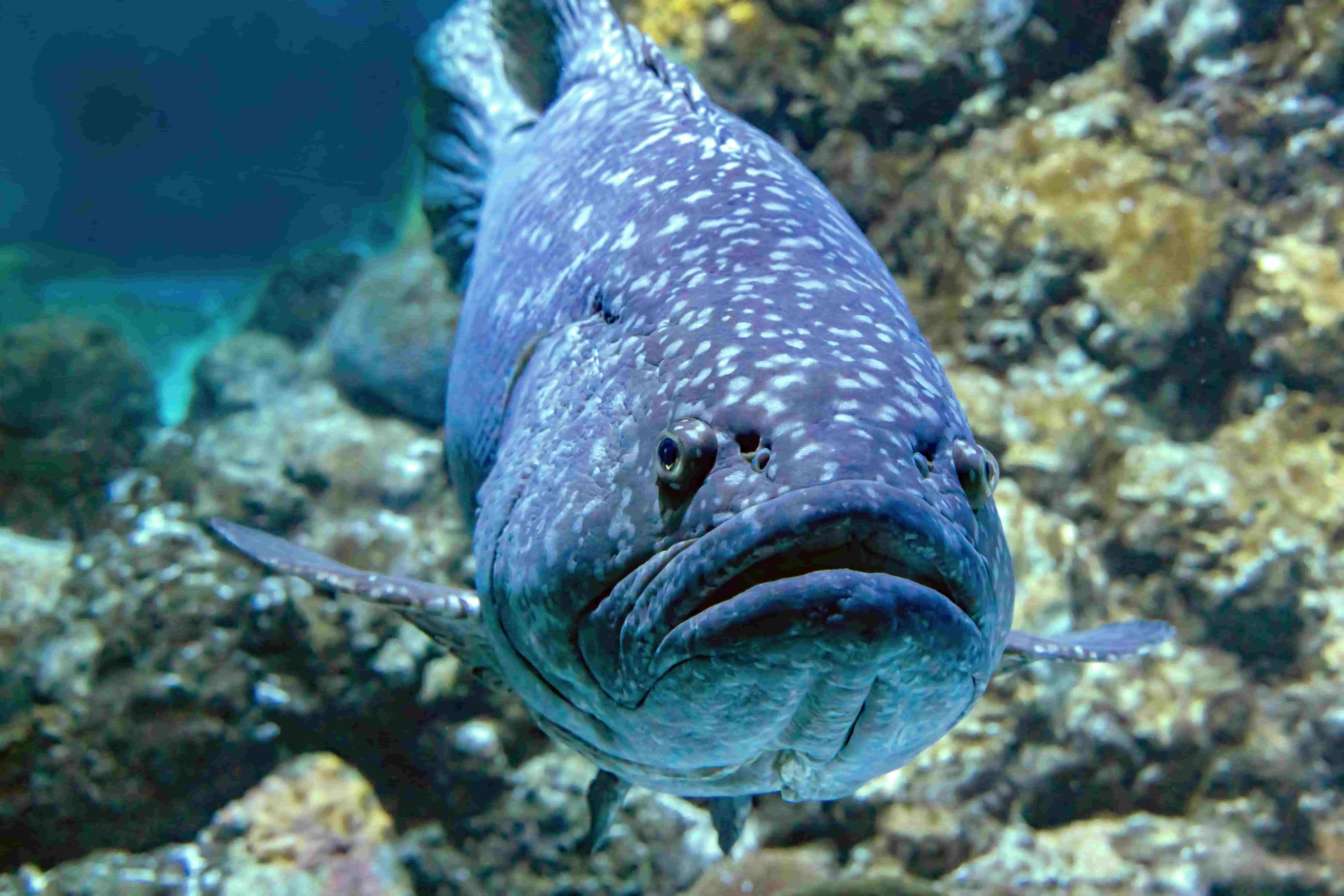 Giant Grouper