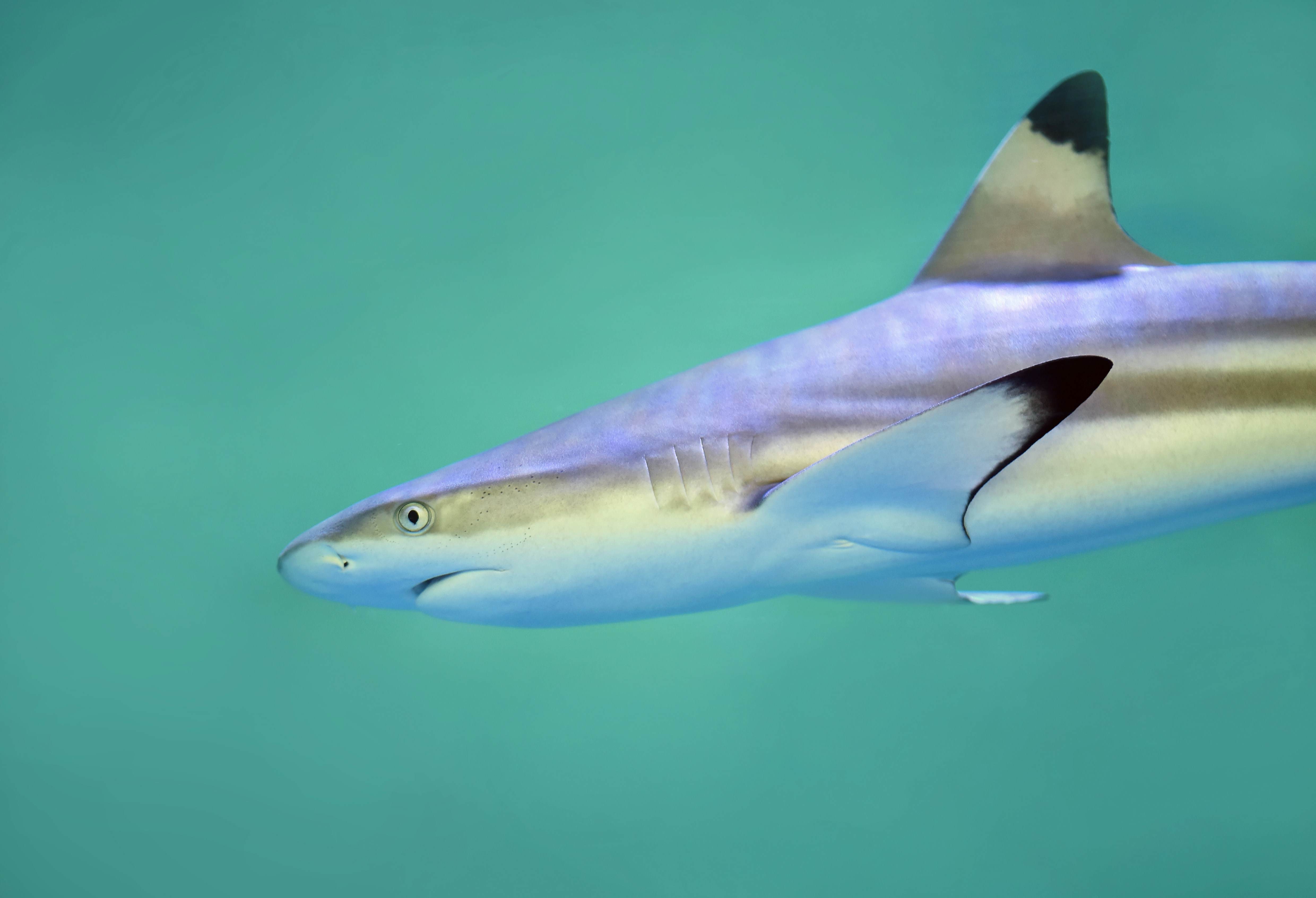 Gray Reef Shark