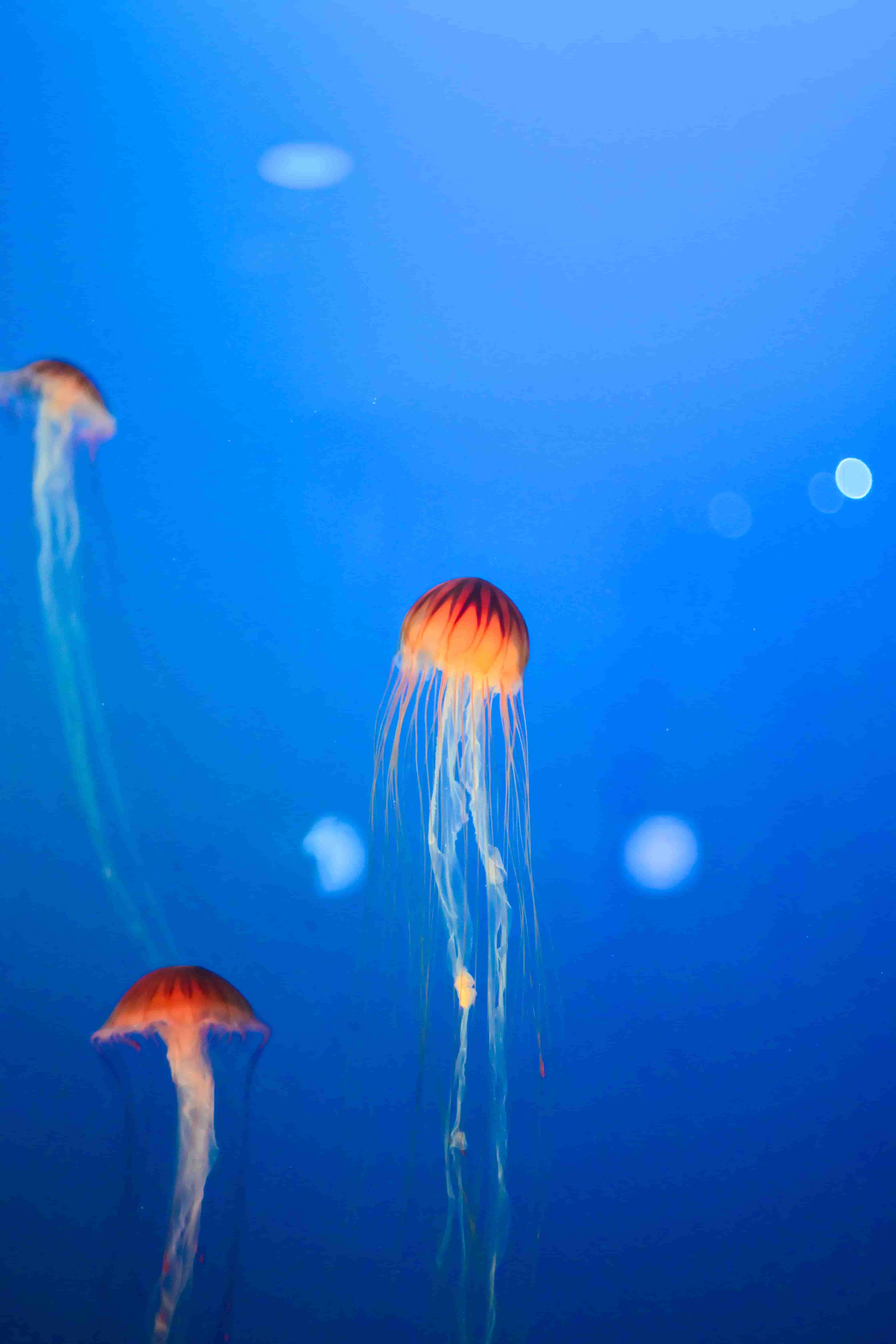 Grouped Jellyfish