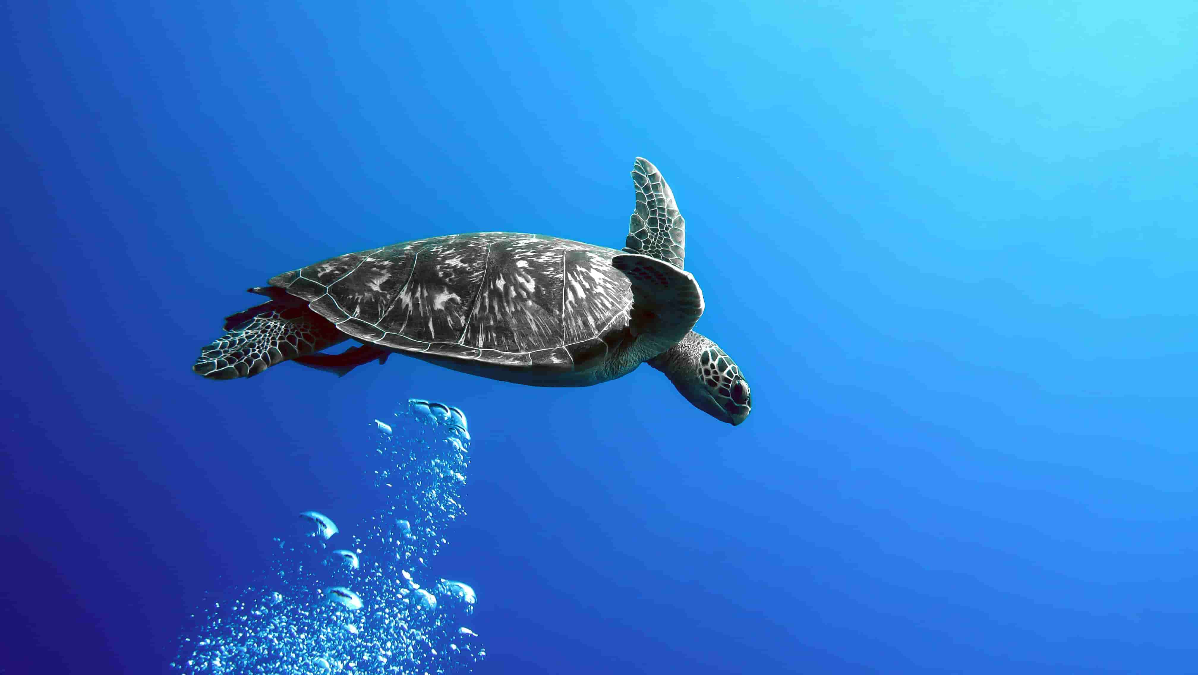 Albert the Sea Turtle 4