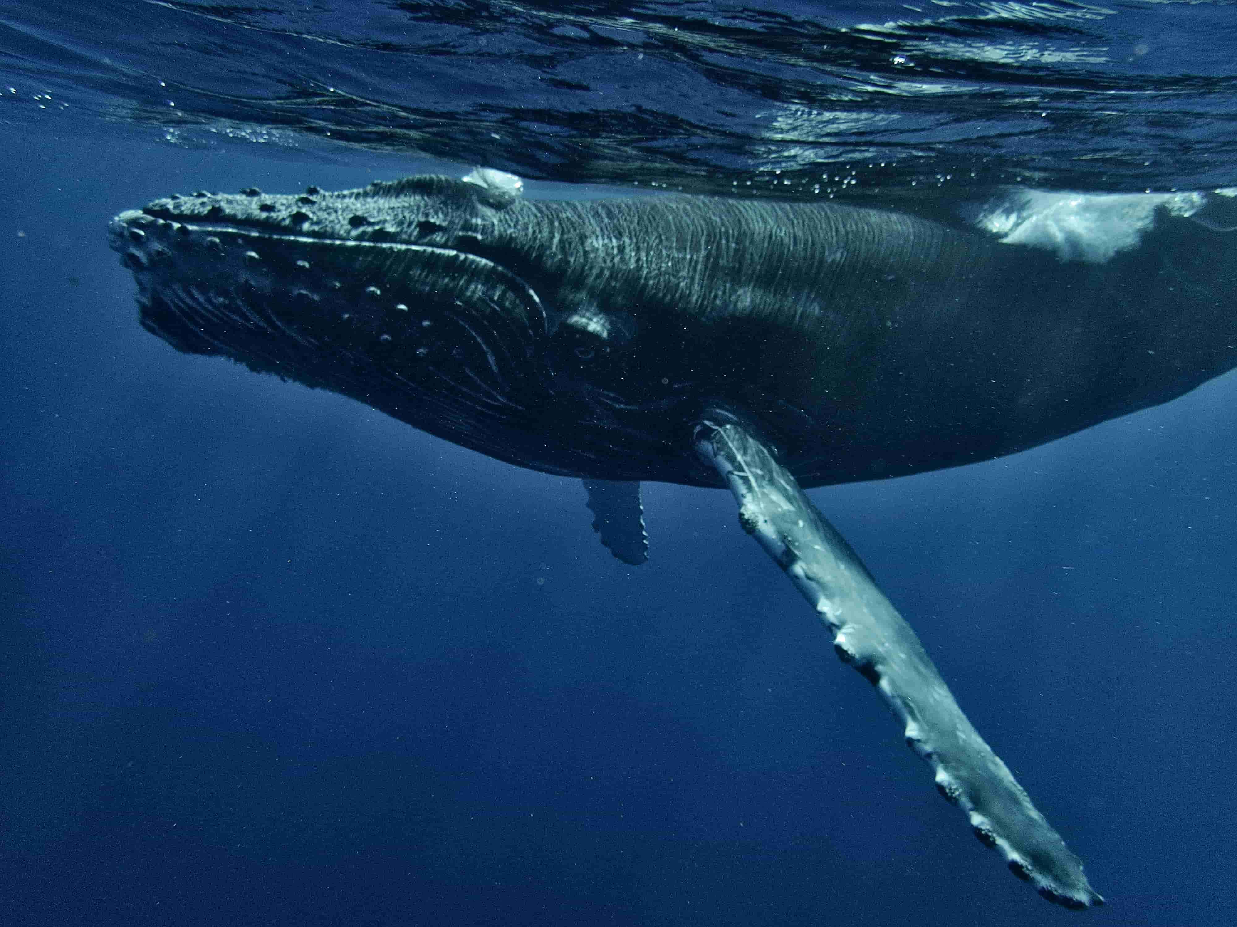 Humpback Whale