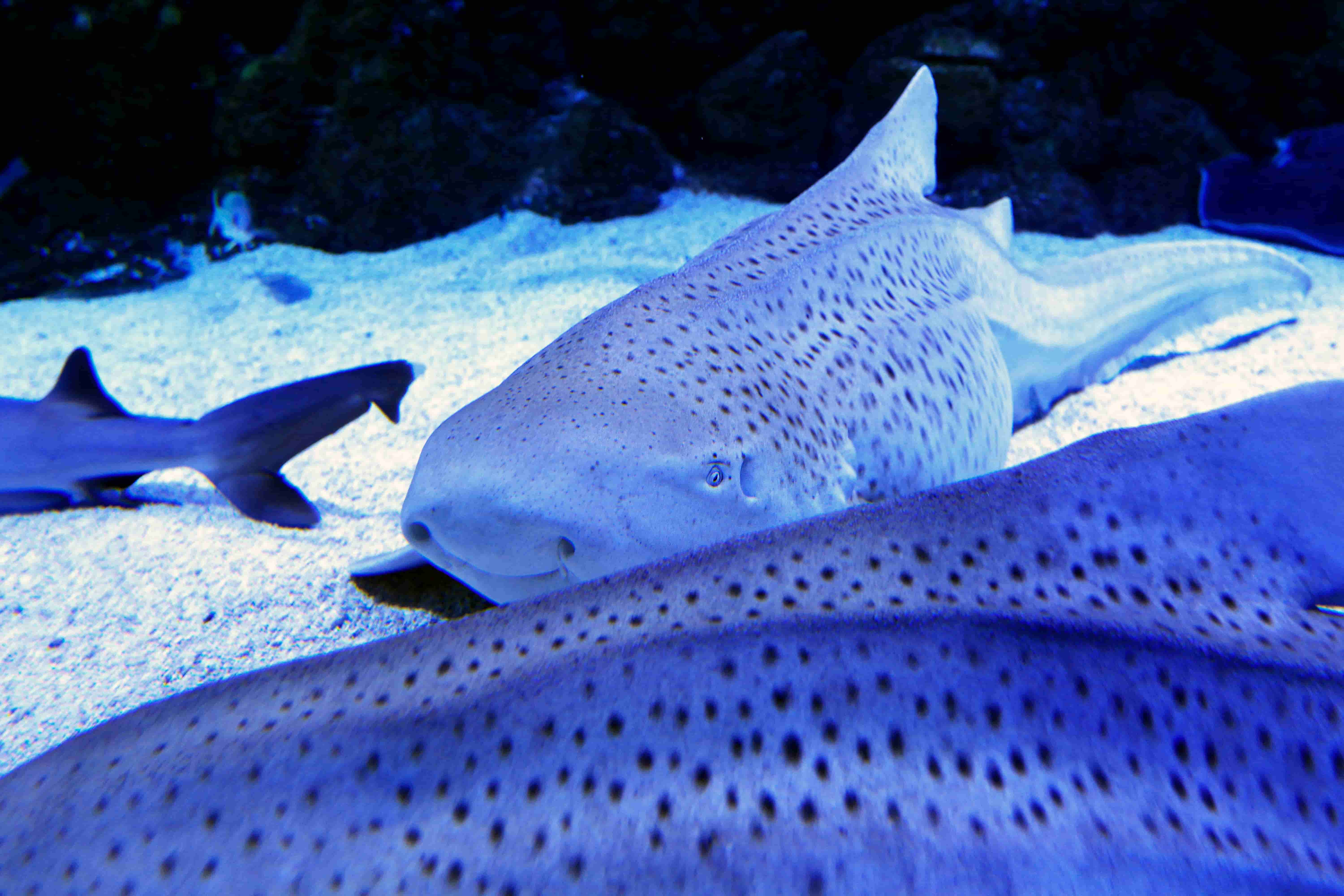 Leopard Shark