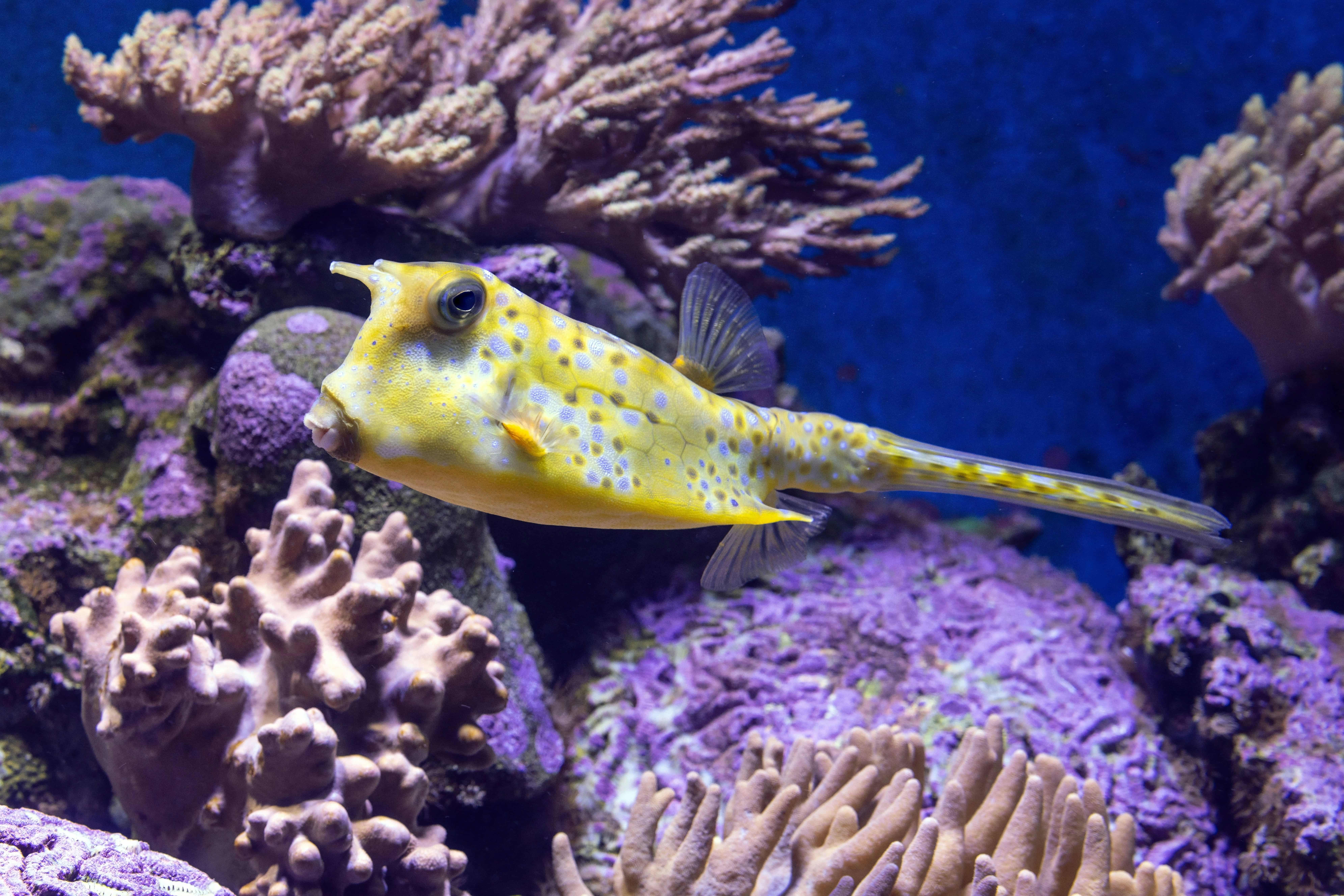 Longhorn Cowfish
