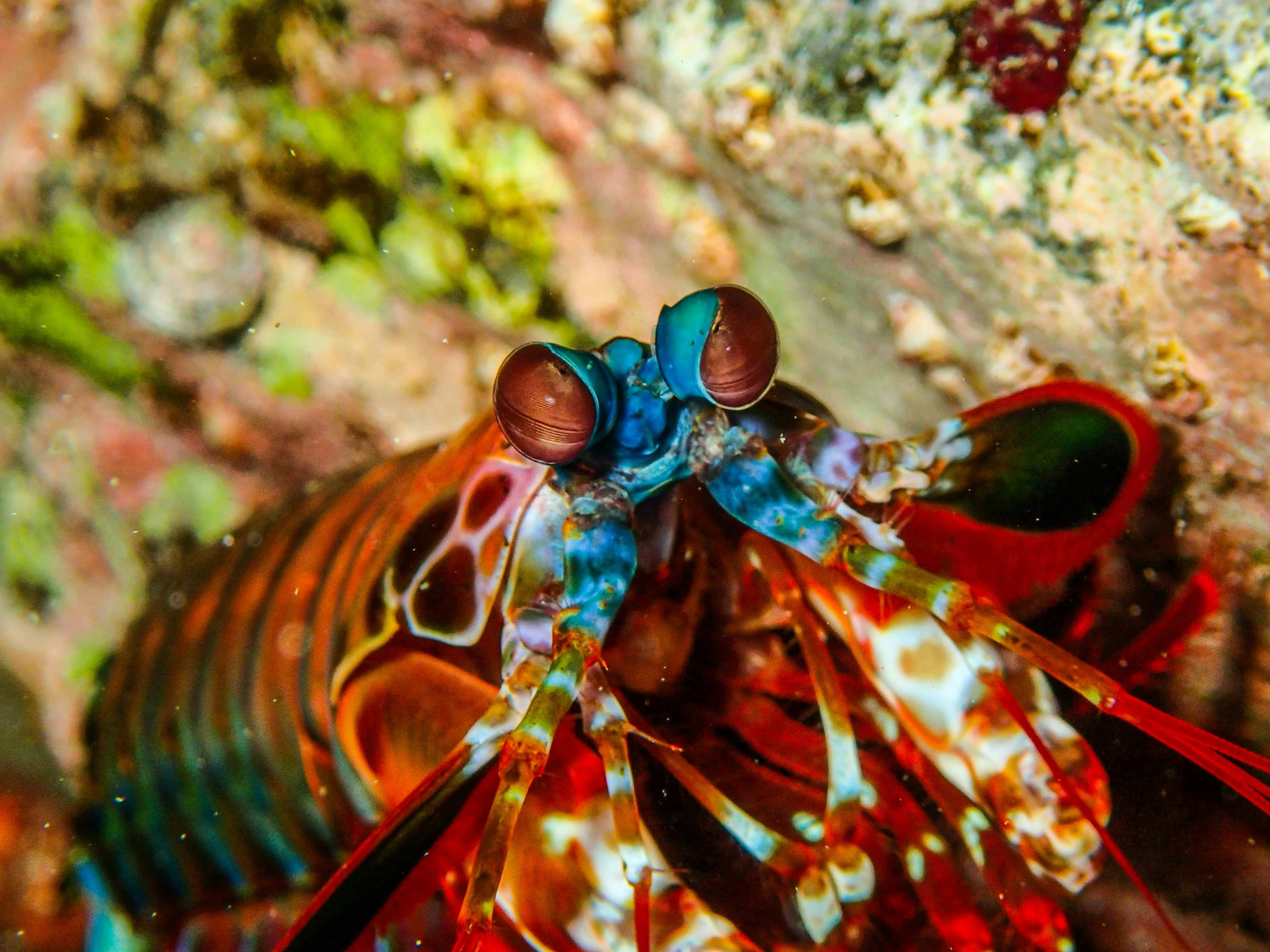 Peacock Mantis Shrimp