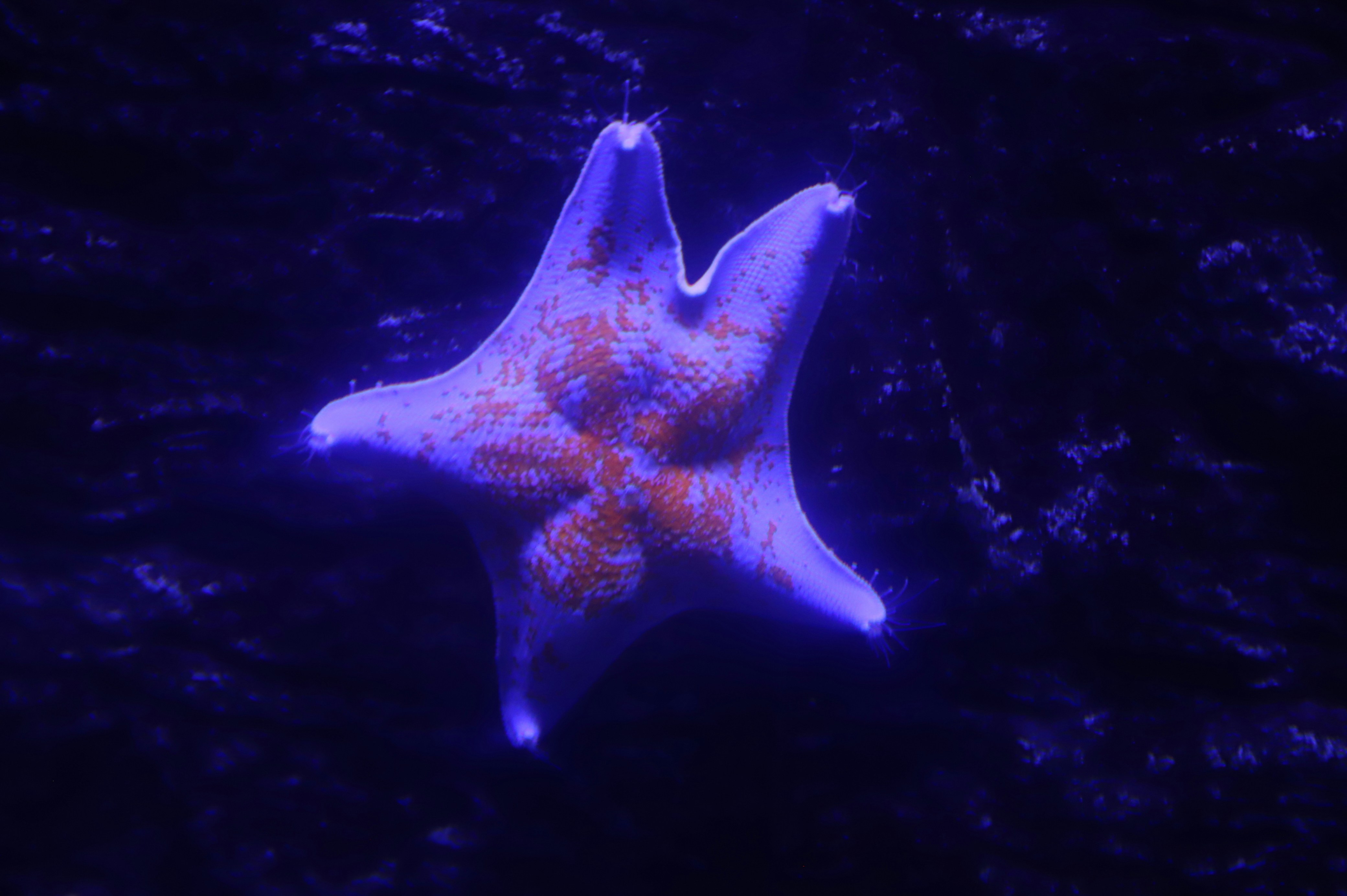 Purple Sea Star