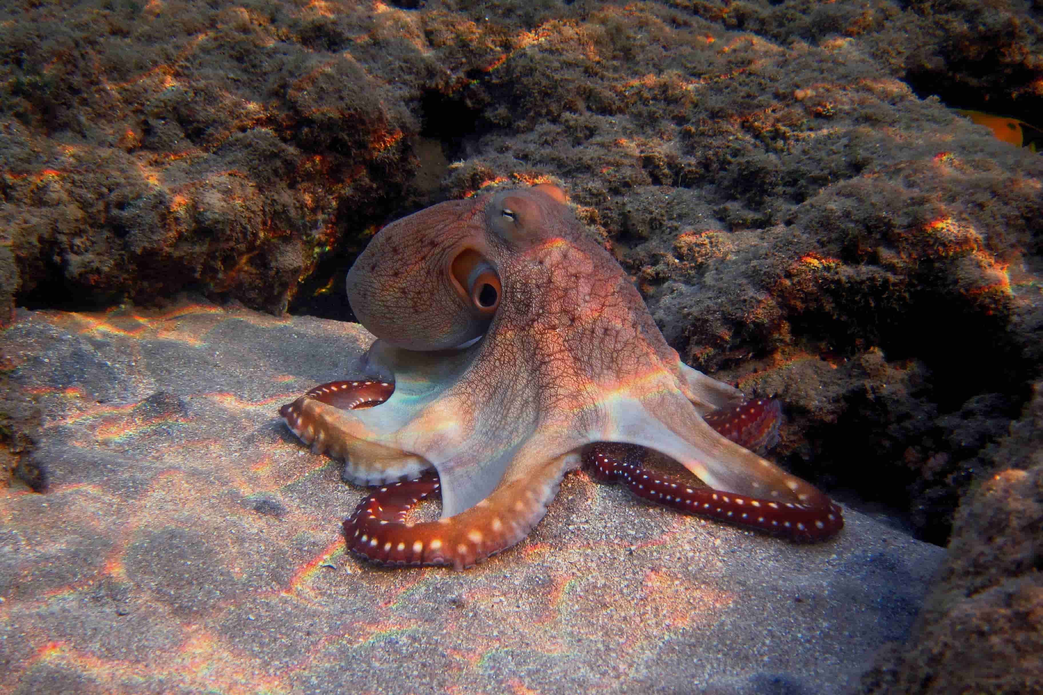 Red Octopus