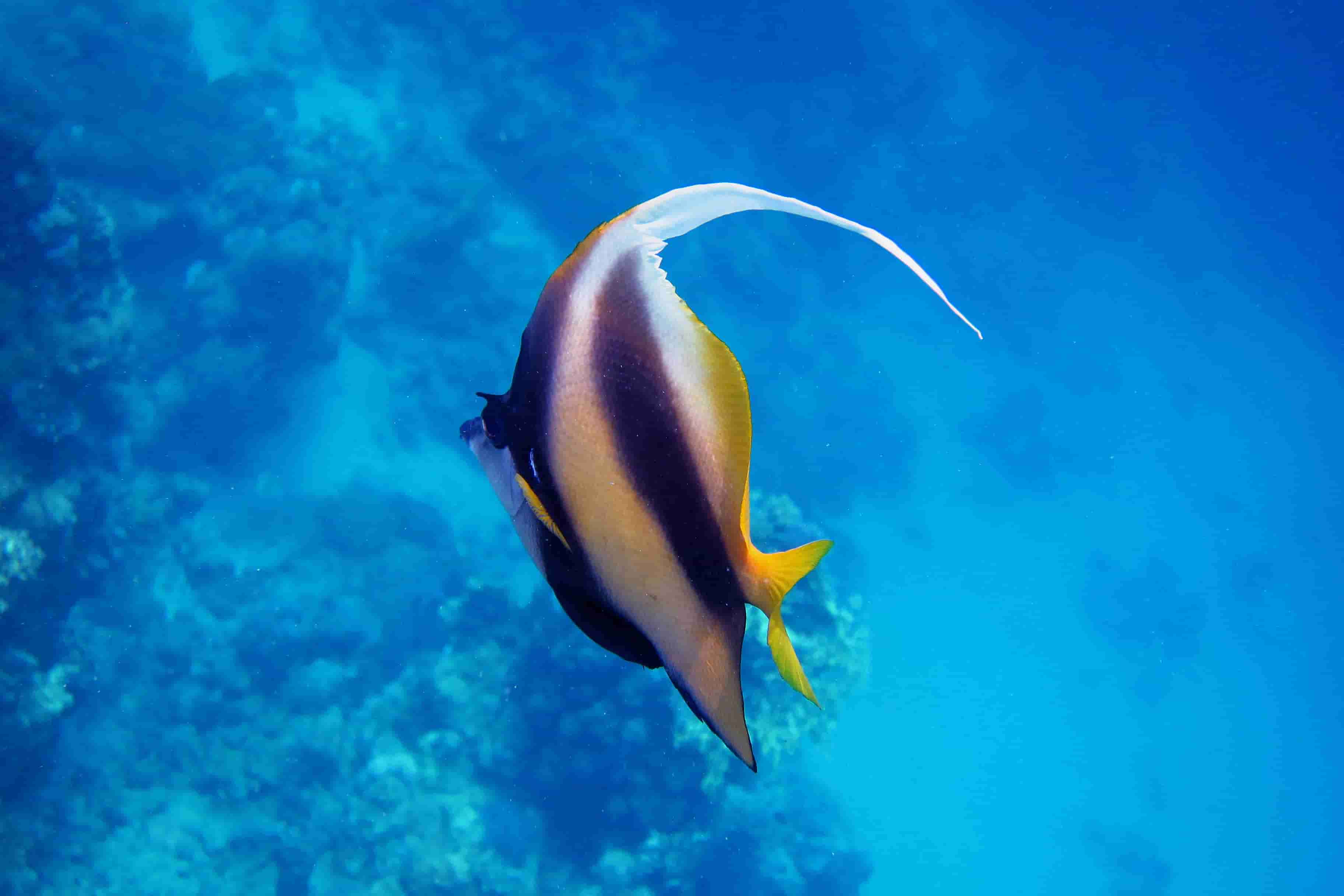Pennant Coralfish