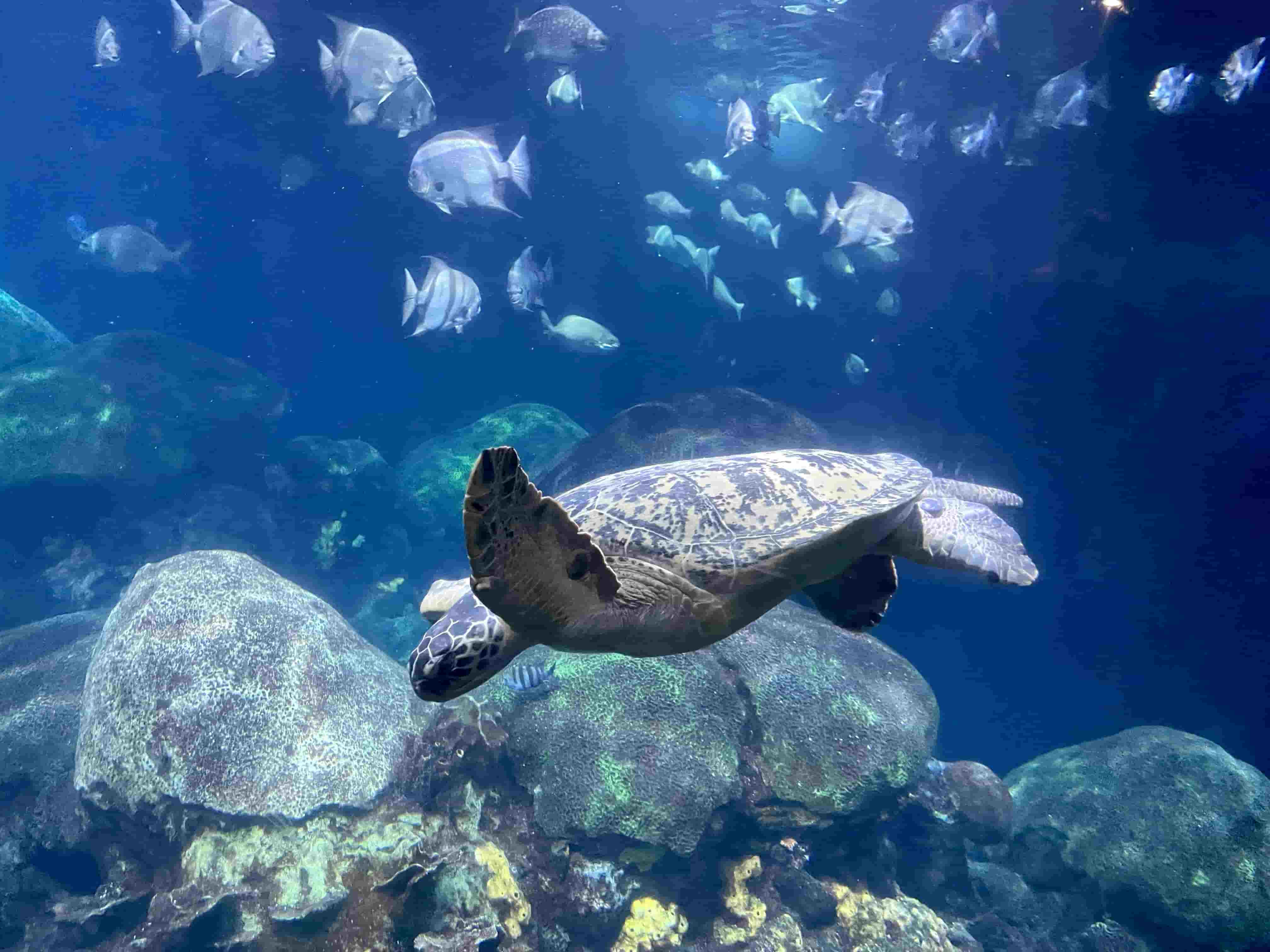 Albert the Sea Turtle 5