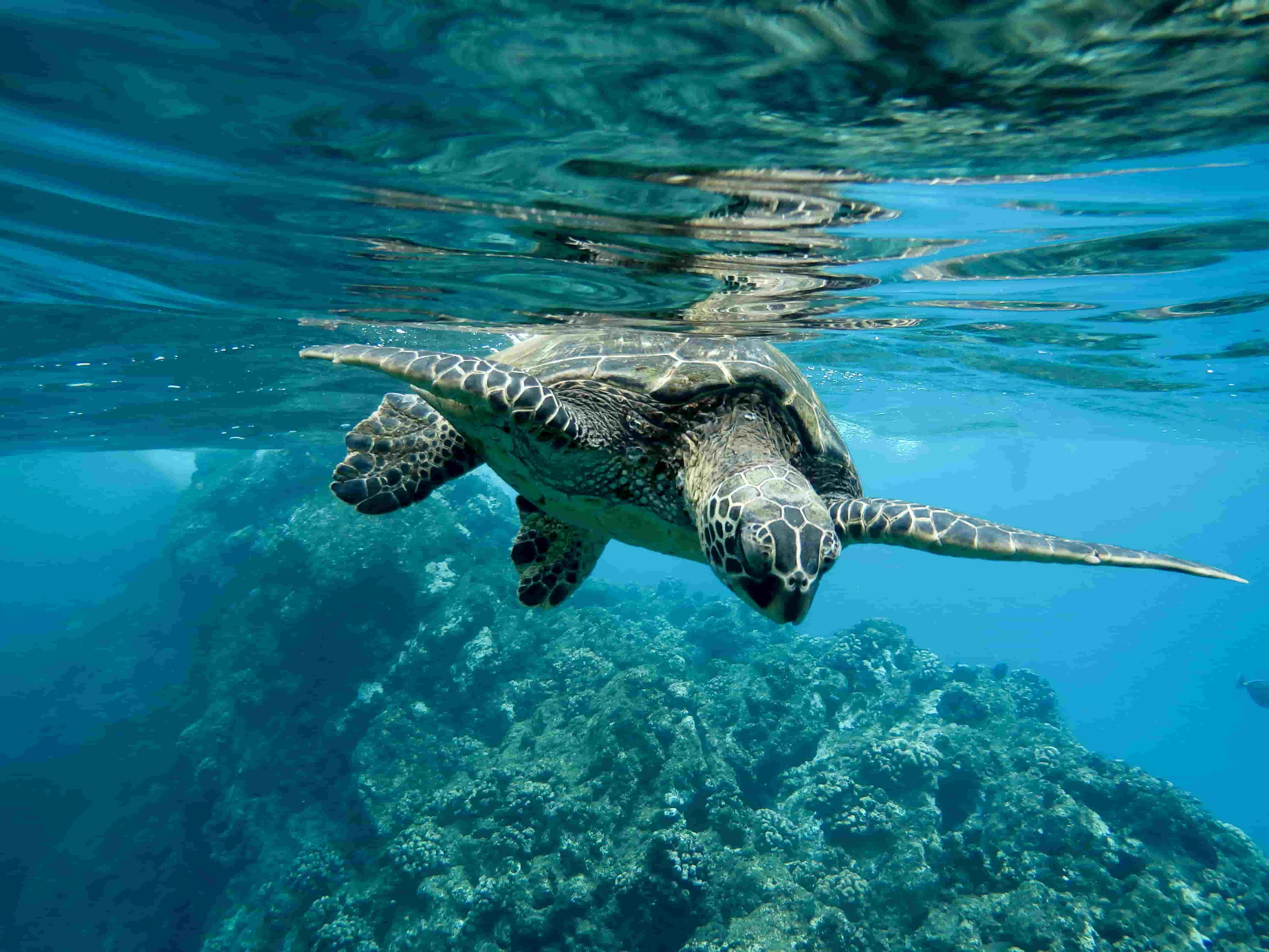 Sea Turtle