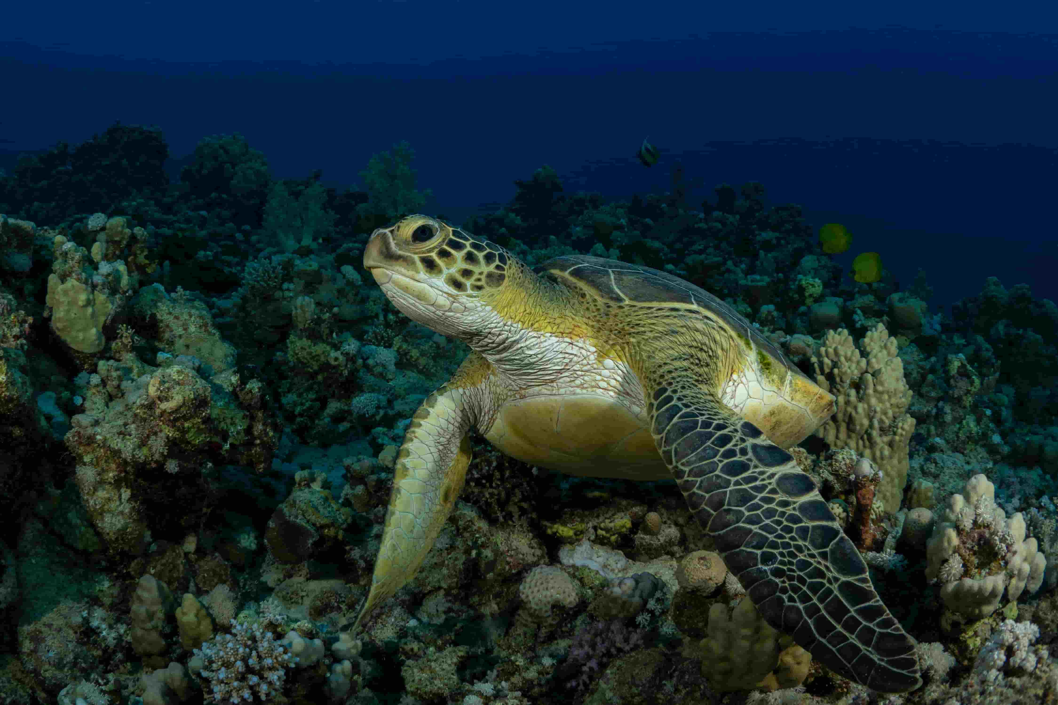 Albert the Sea Turtle 2