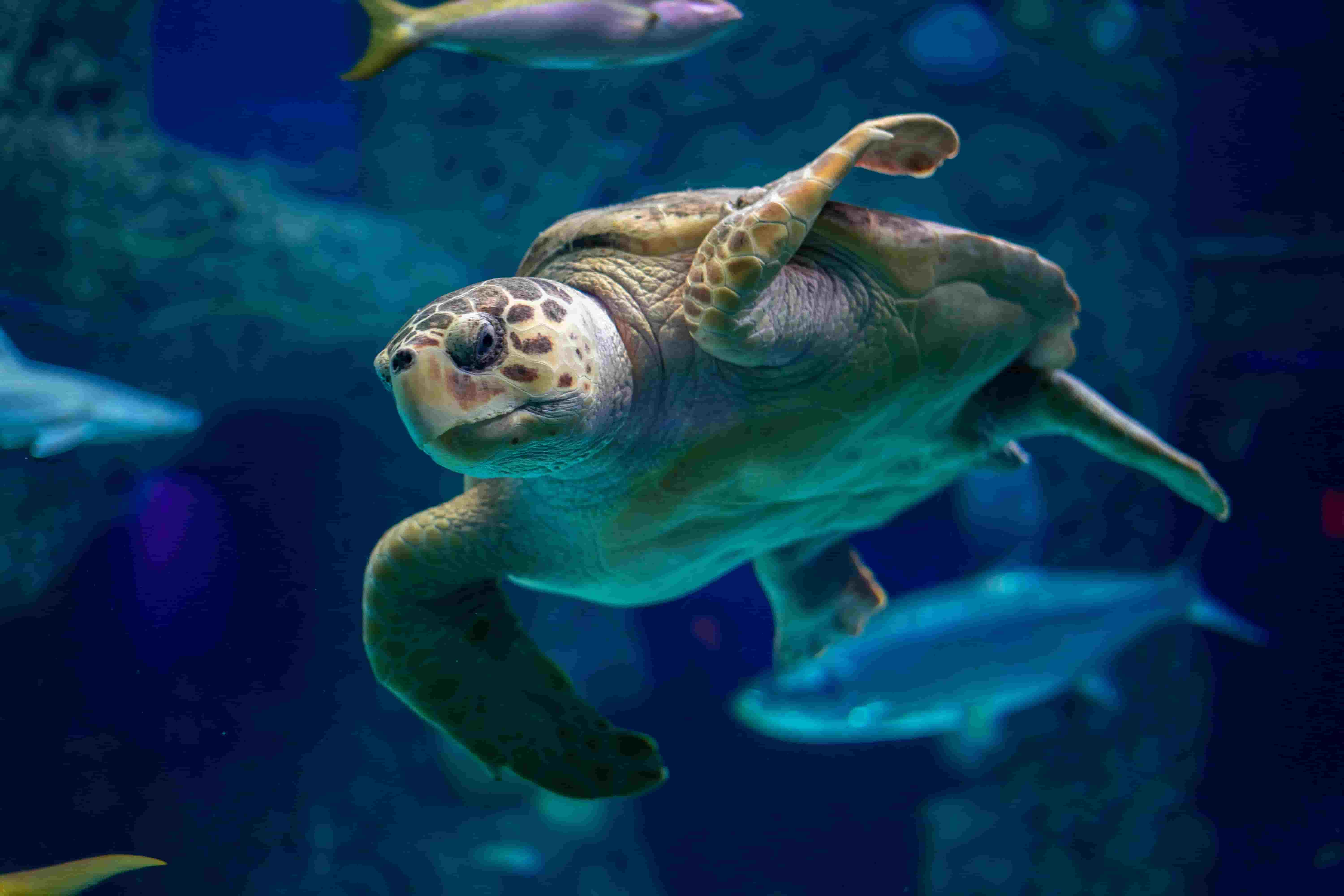 Albert the Sea Turtle 3