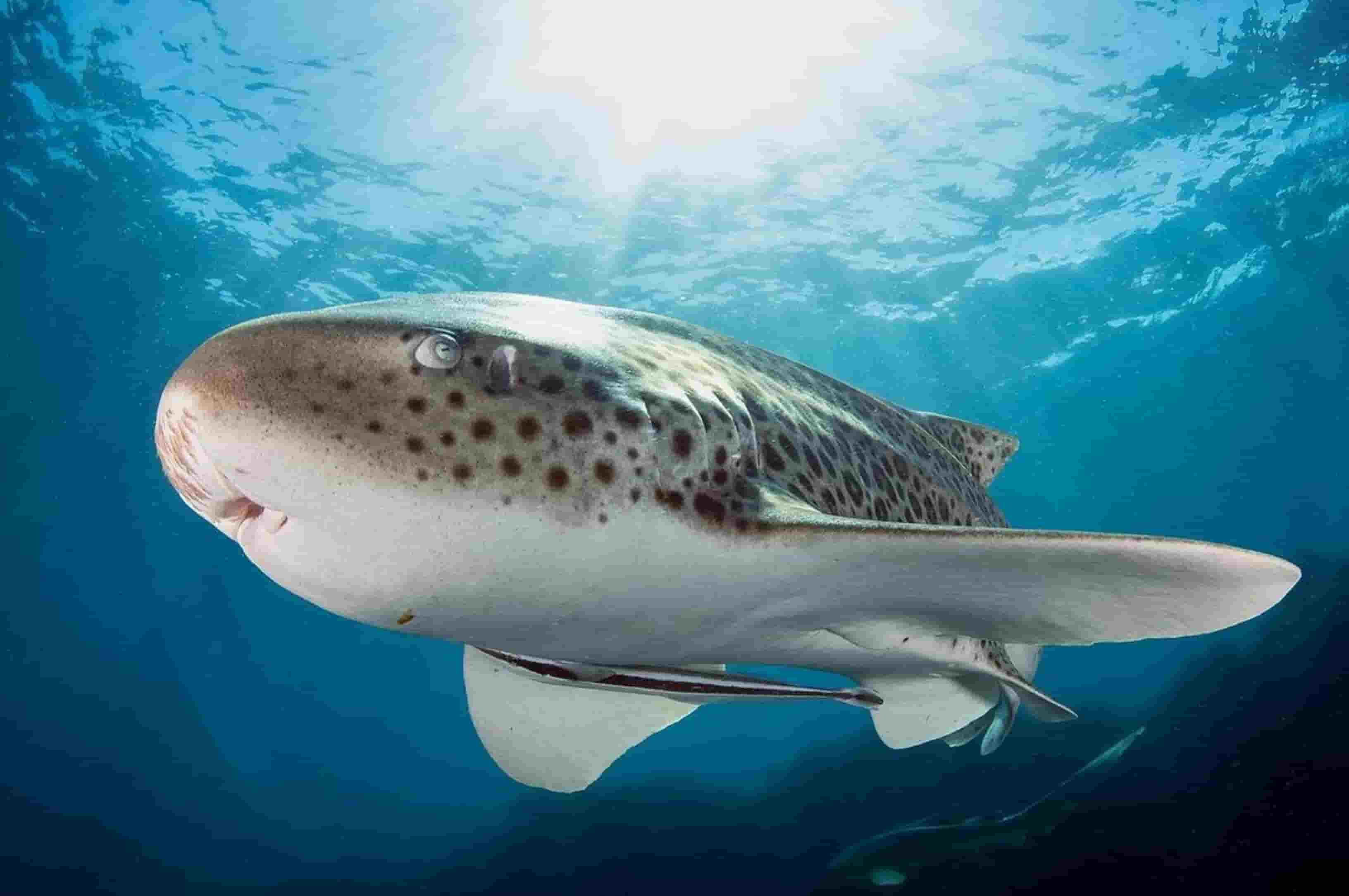 Tiger Shark