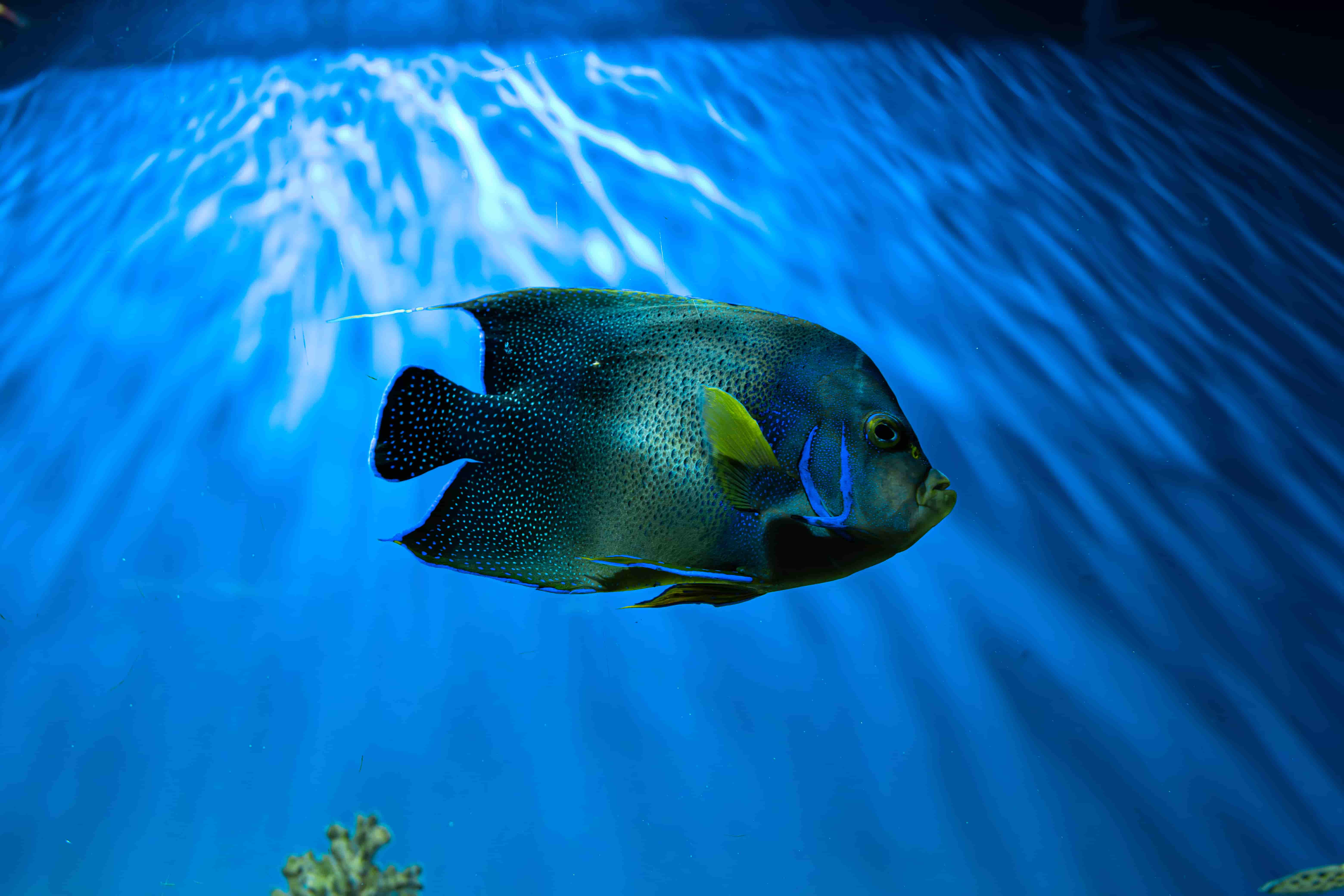 Semicircle Angelfish