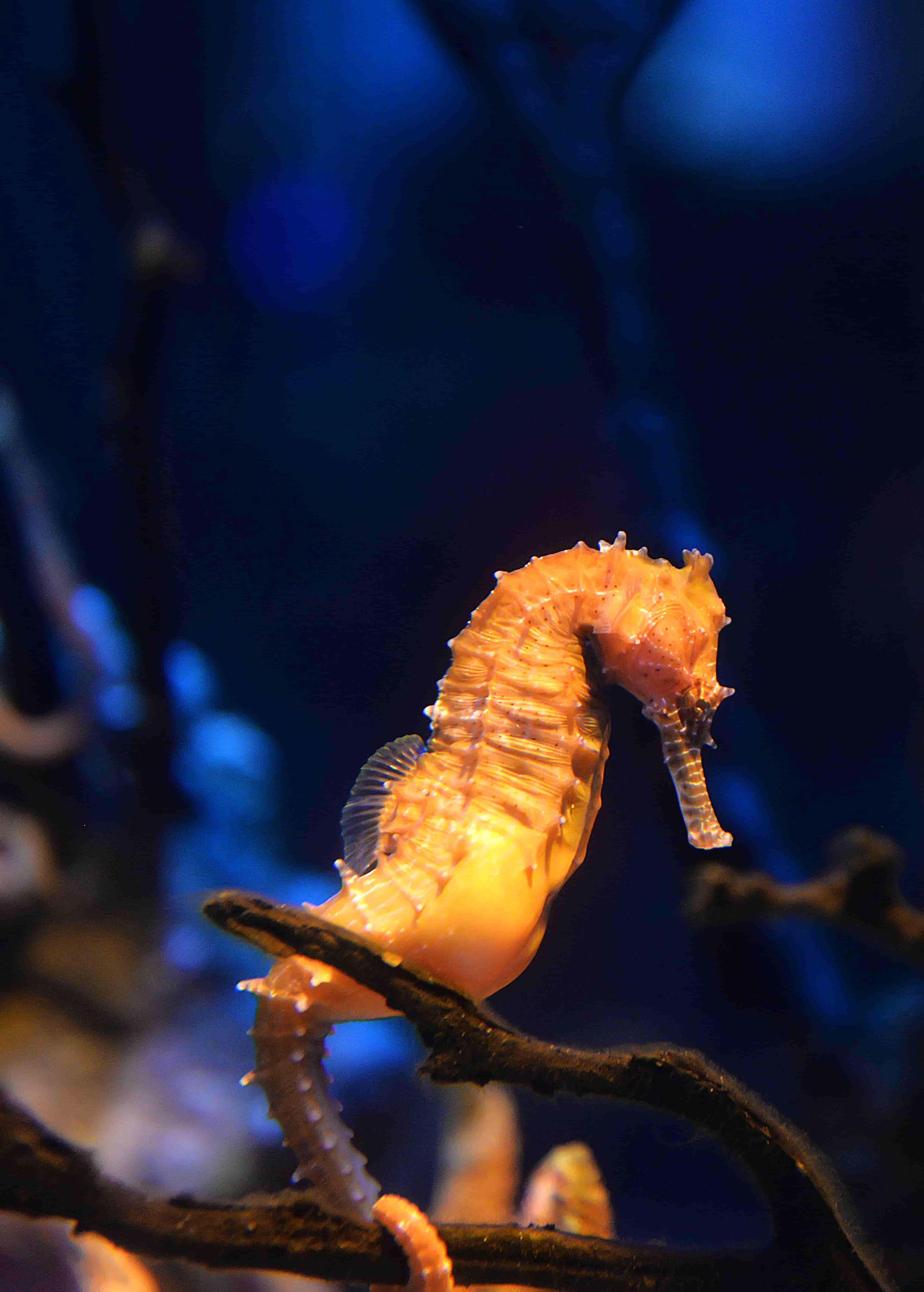 Yellow Seahorse