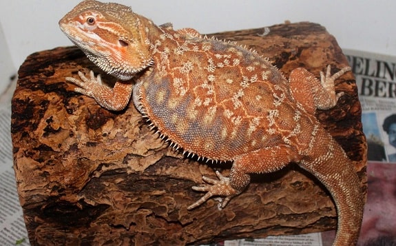 Dunner Bearded Dragon