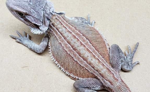 Genetic Stripe Bearded Dragon