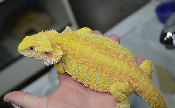 Leatherback Bearded Dragon