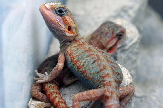 Translucent Bearded Dragon