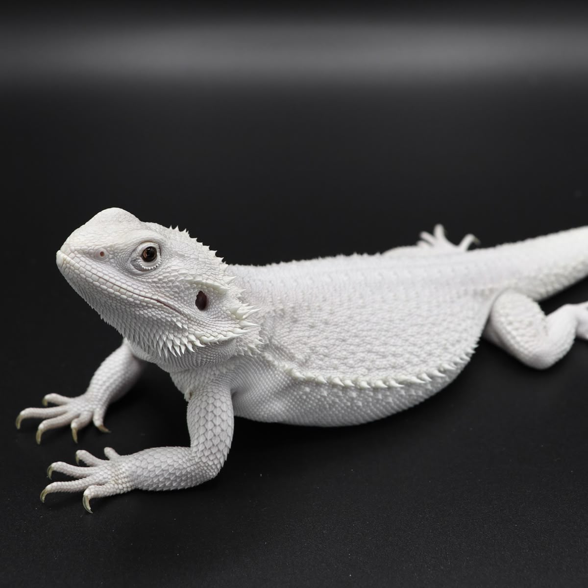 Albino Bearded Dragon