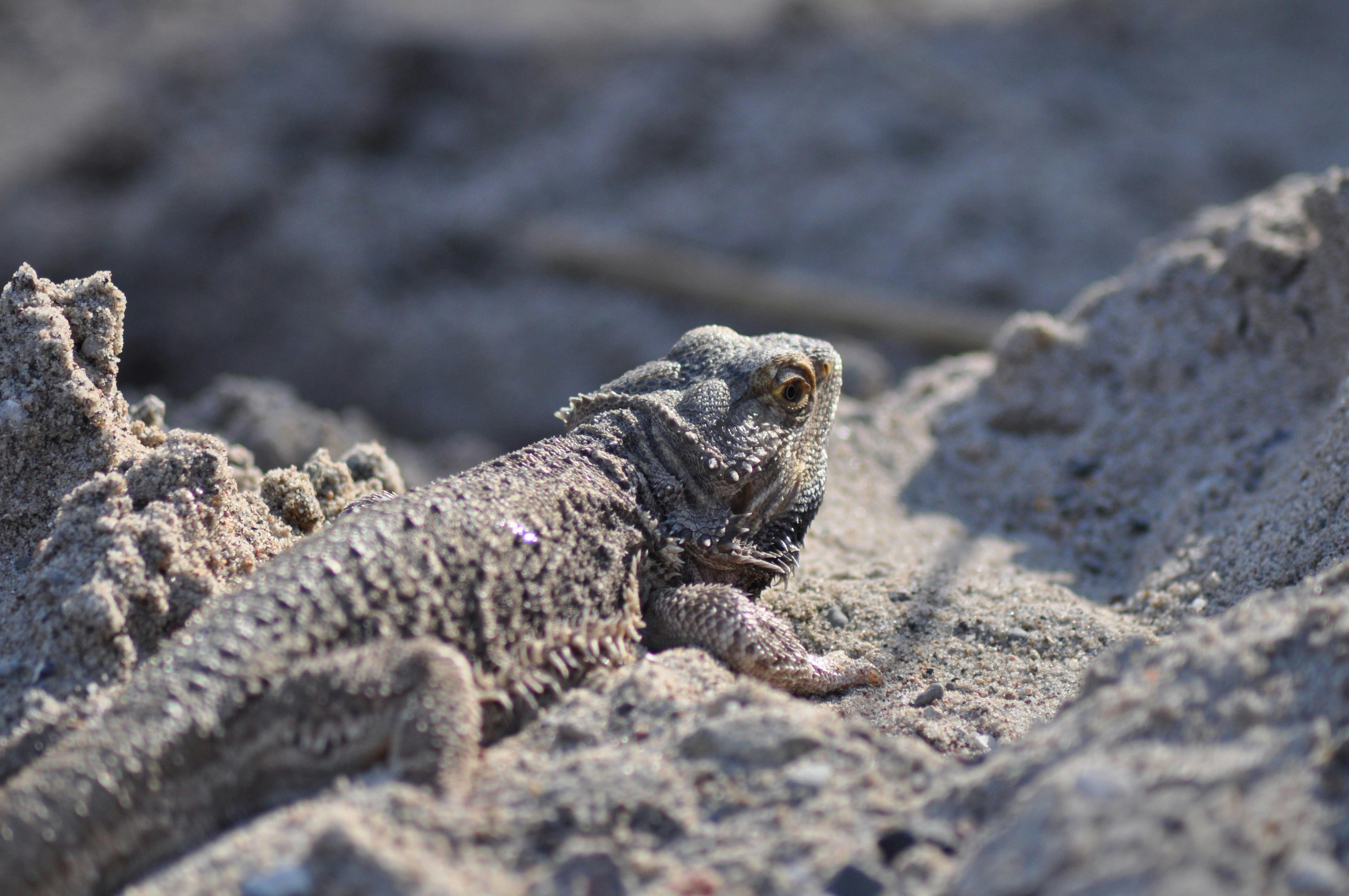Bearded Dragon Camouflaging