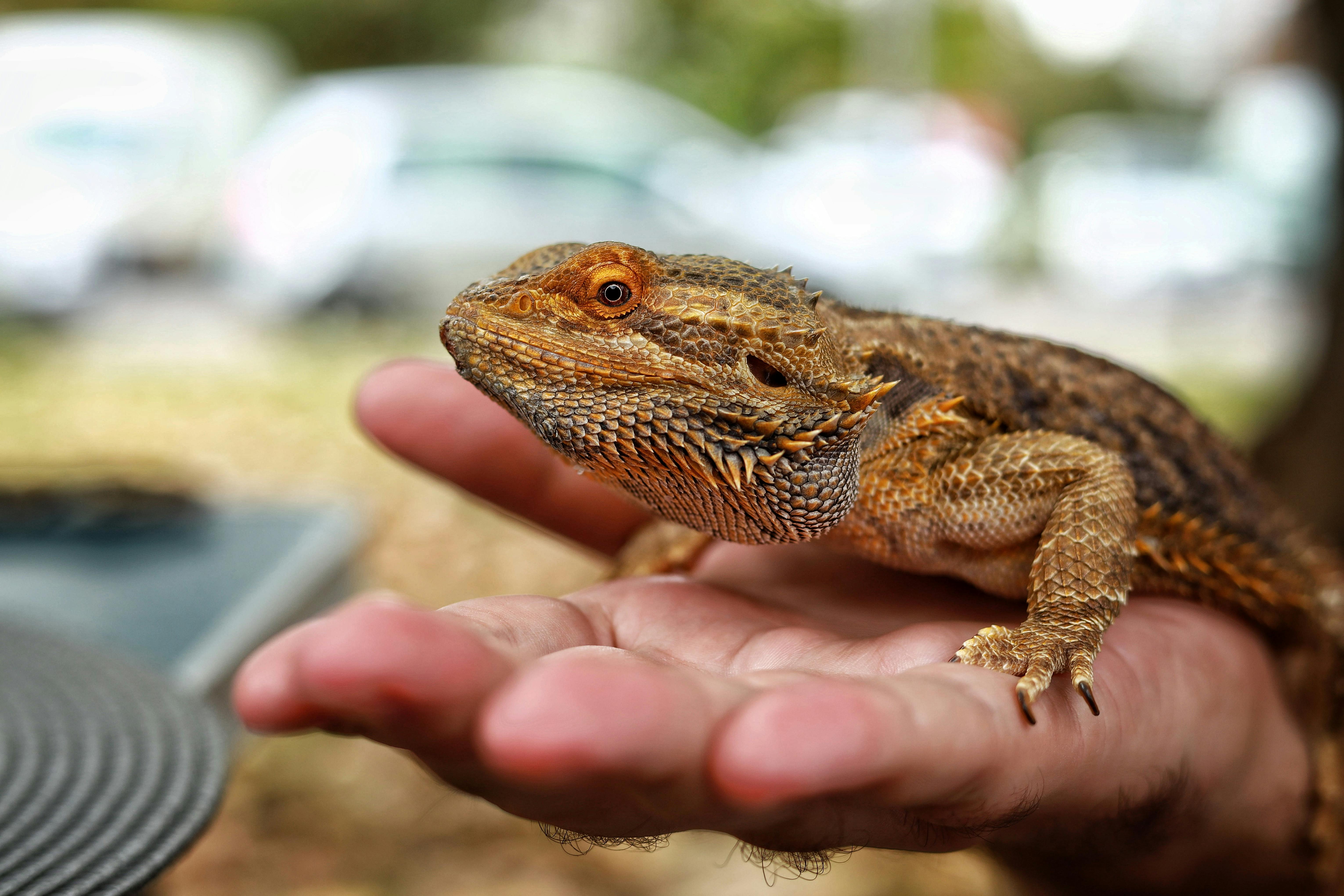 Bearded Dragon being held