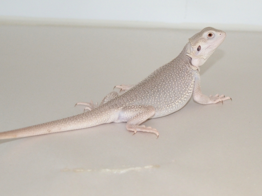 Silverback Bearded Dragon