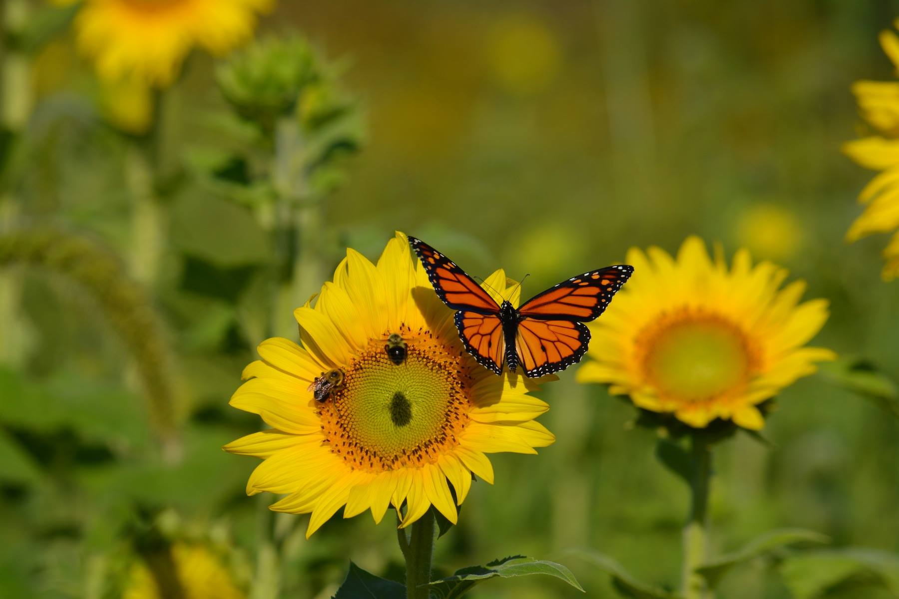 Butterfly Resting on Sunflower