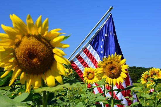 Flag Flying Over Sunflowers