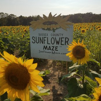 Sunflower Sign and Endless Fields