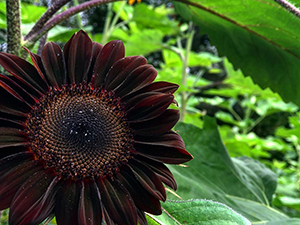 Black Sunflowers