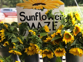 Buckets of Sunflowers