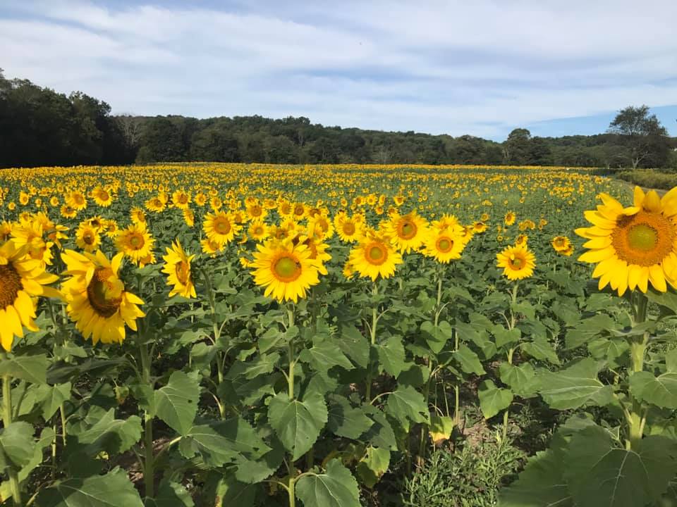Fields of Yellow Sunflowers