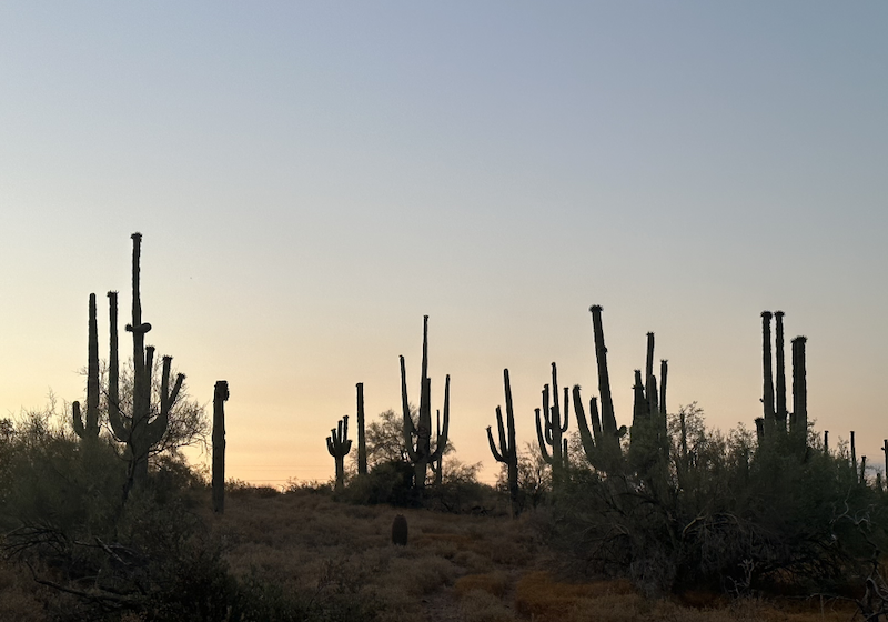 Arizona cactus farm