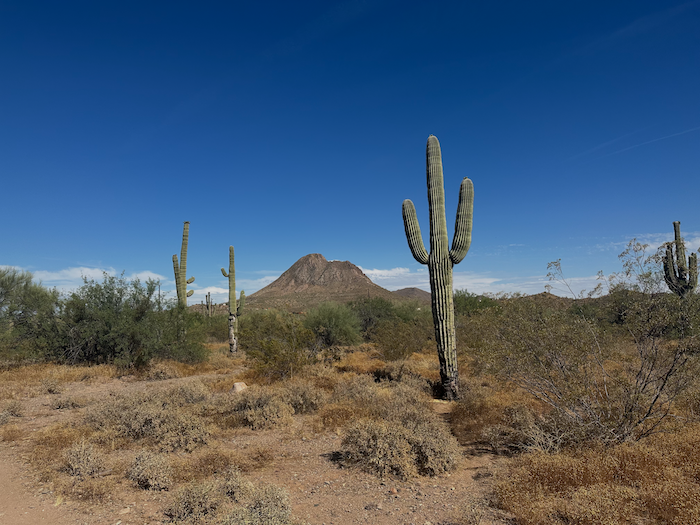 Arizona cactus farm