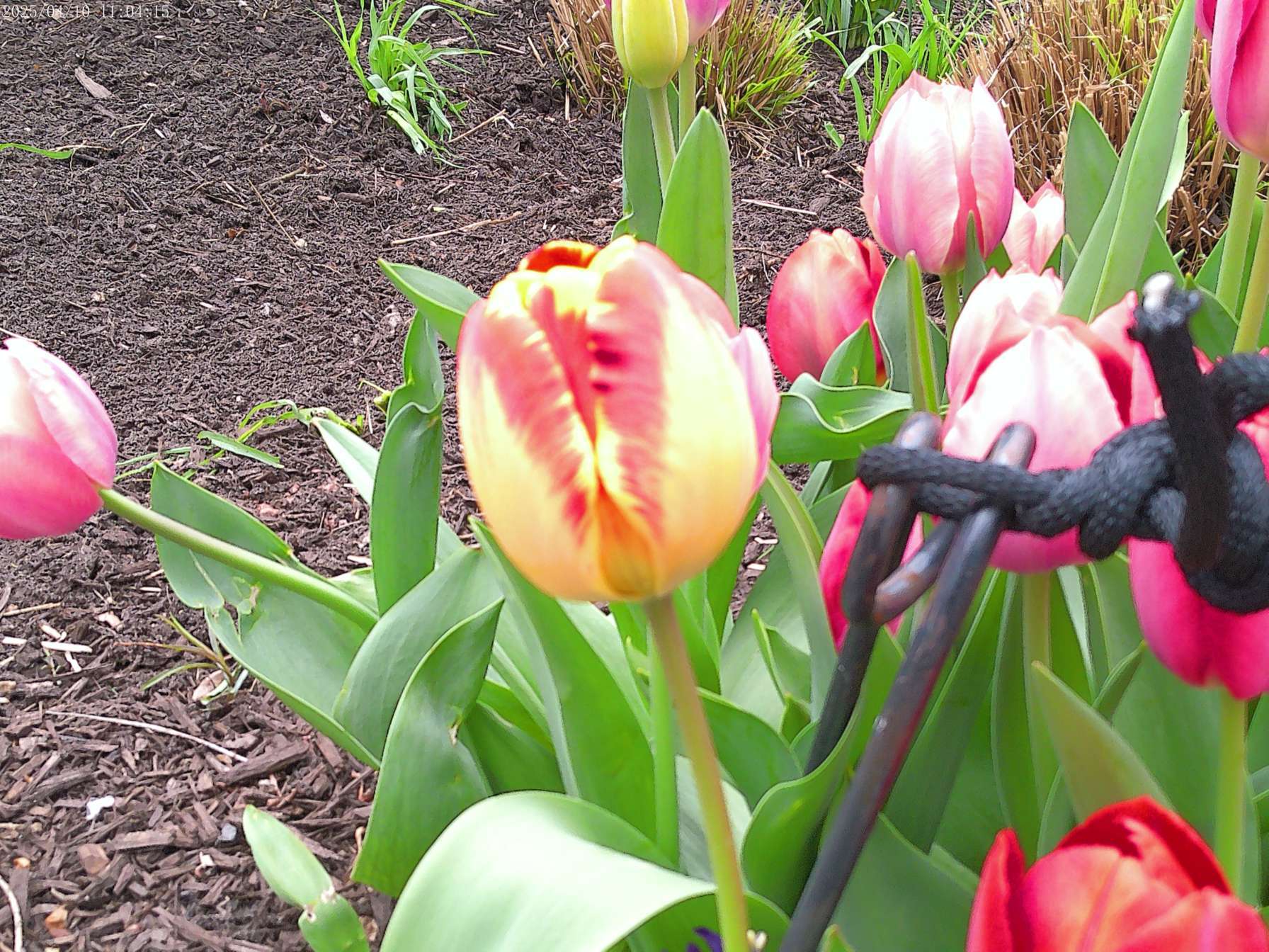 Is this a Super Mario reference?