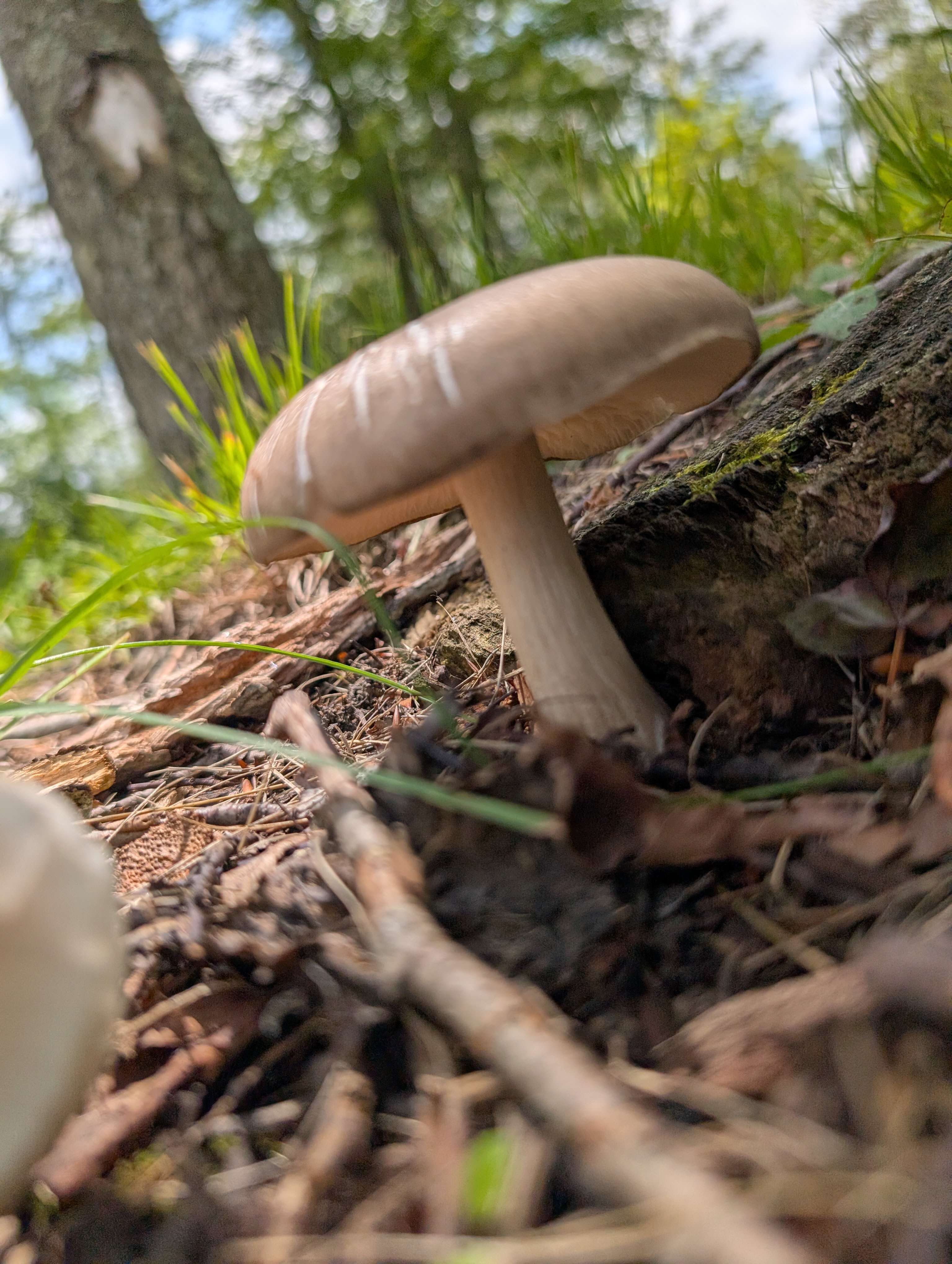 SHROOMZ
